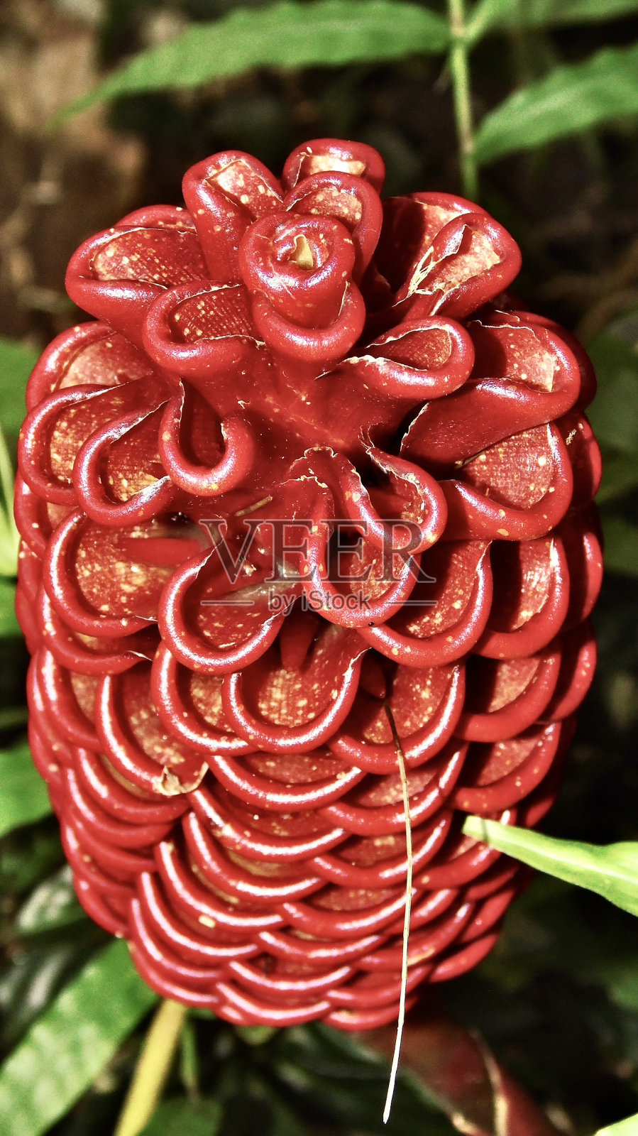 在奥胡岛的雨林中，生长着充满活力的深红色蜂巢姜(zingiber spectabile)。照片摄影图片