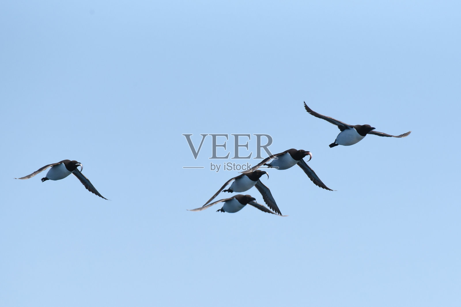 带着捕获物返回的海鸠或海鸠照片摄影图片