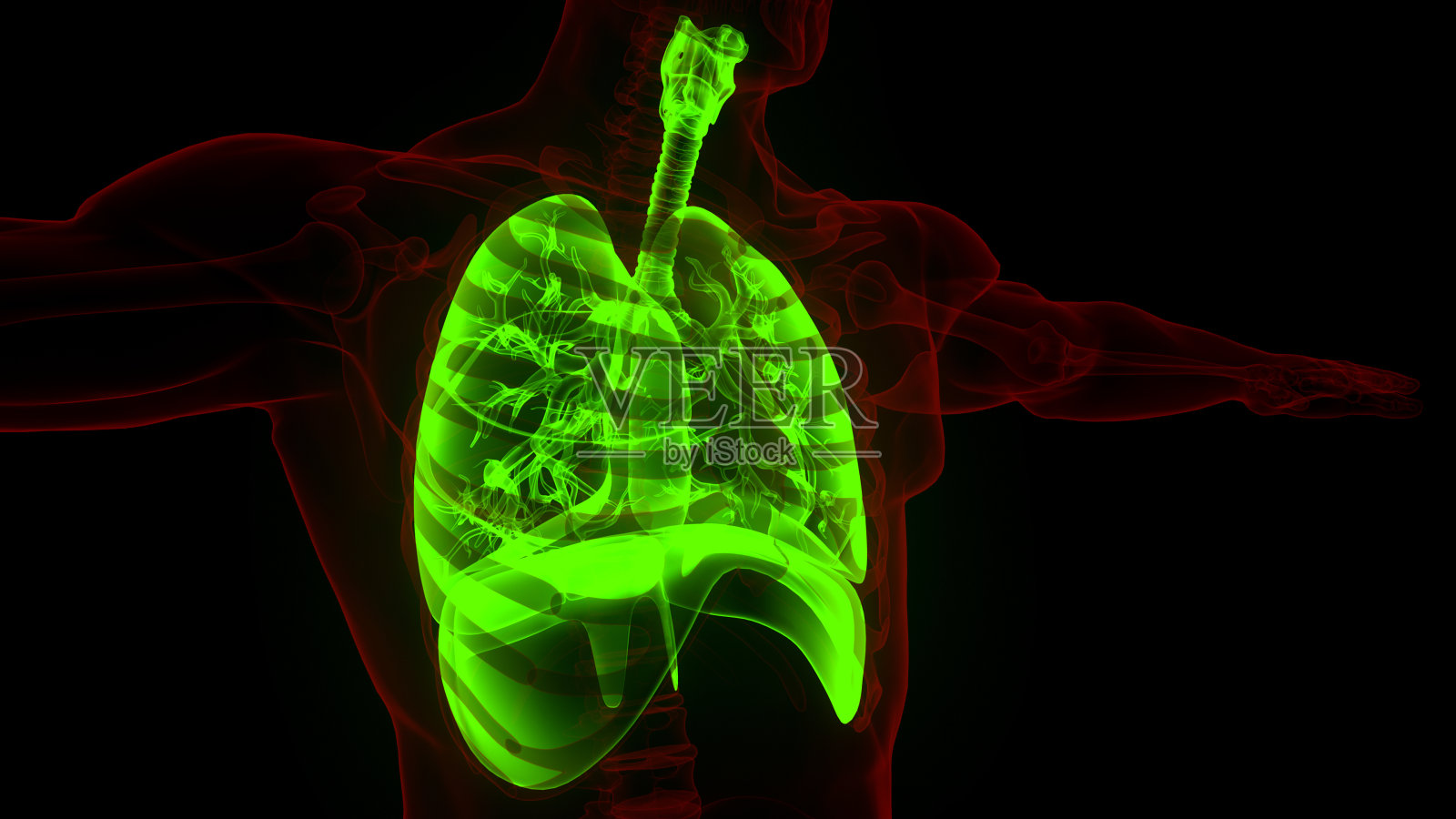 人体呼吸系统肺与膈解剖照片摄影图片