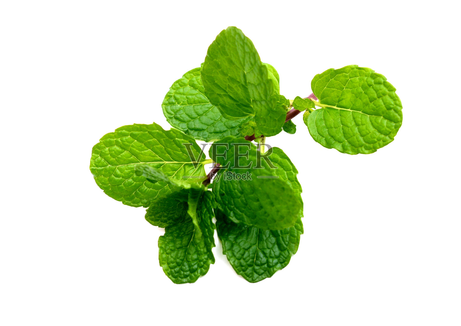 薄荷枝照片摄影图片