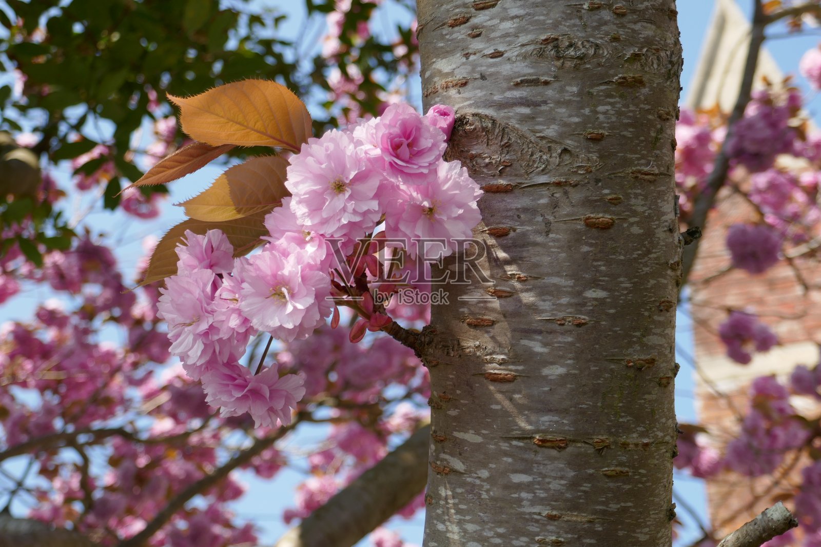 世界各地的鲜花照片摄影图片