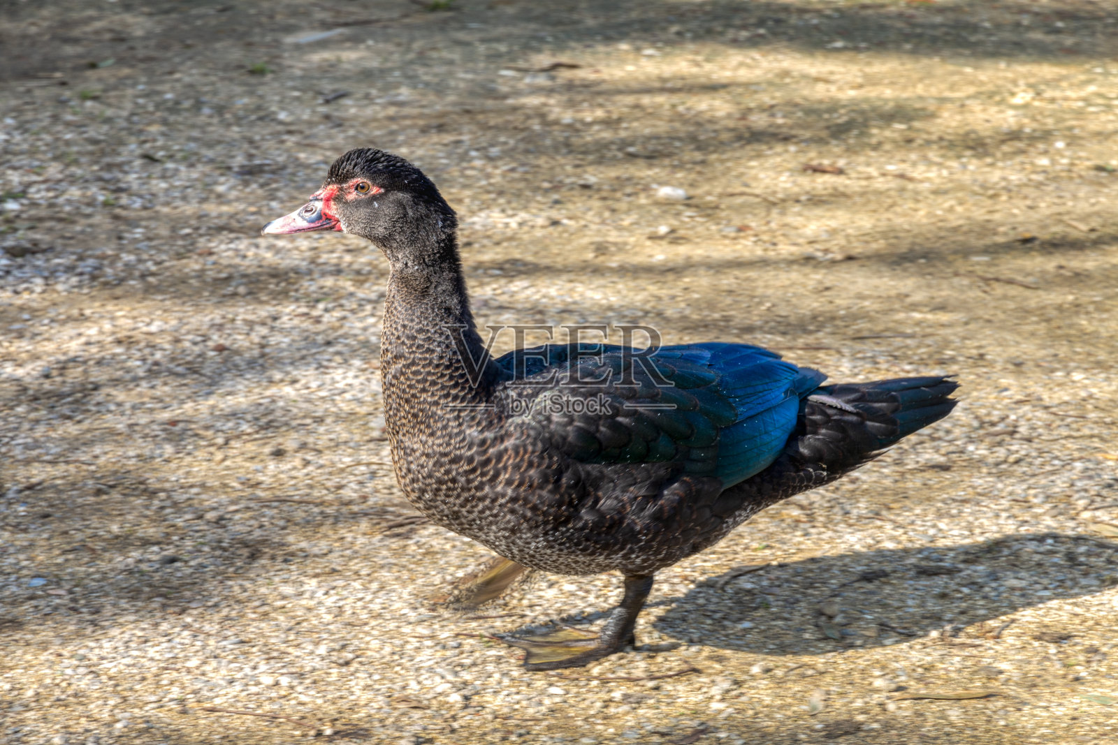一只鸭子在陆地上行走的照片照片摄影图片