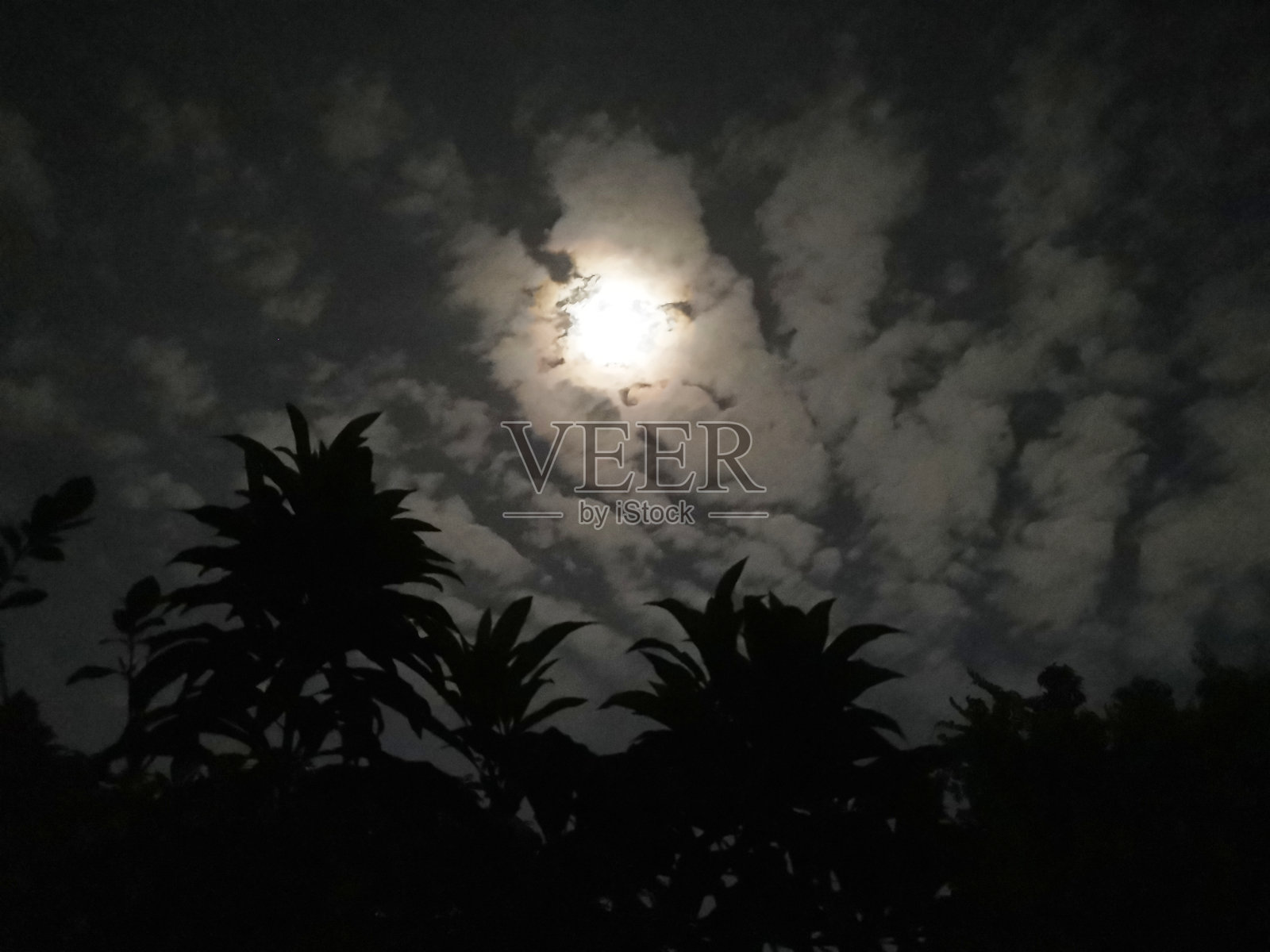 月亮在树梢的云间照片摄影图片