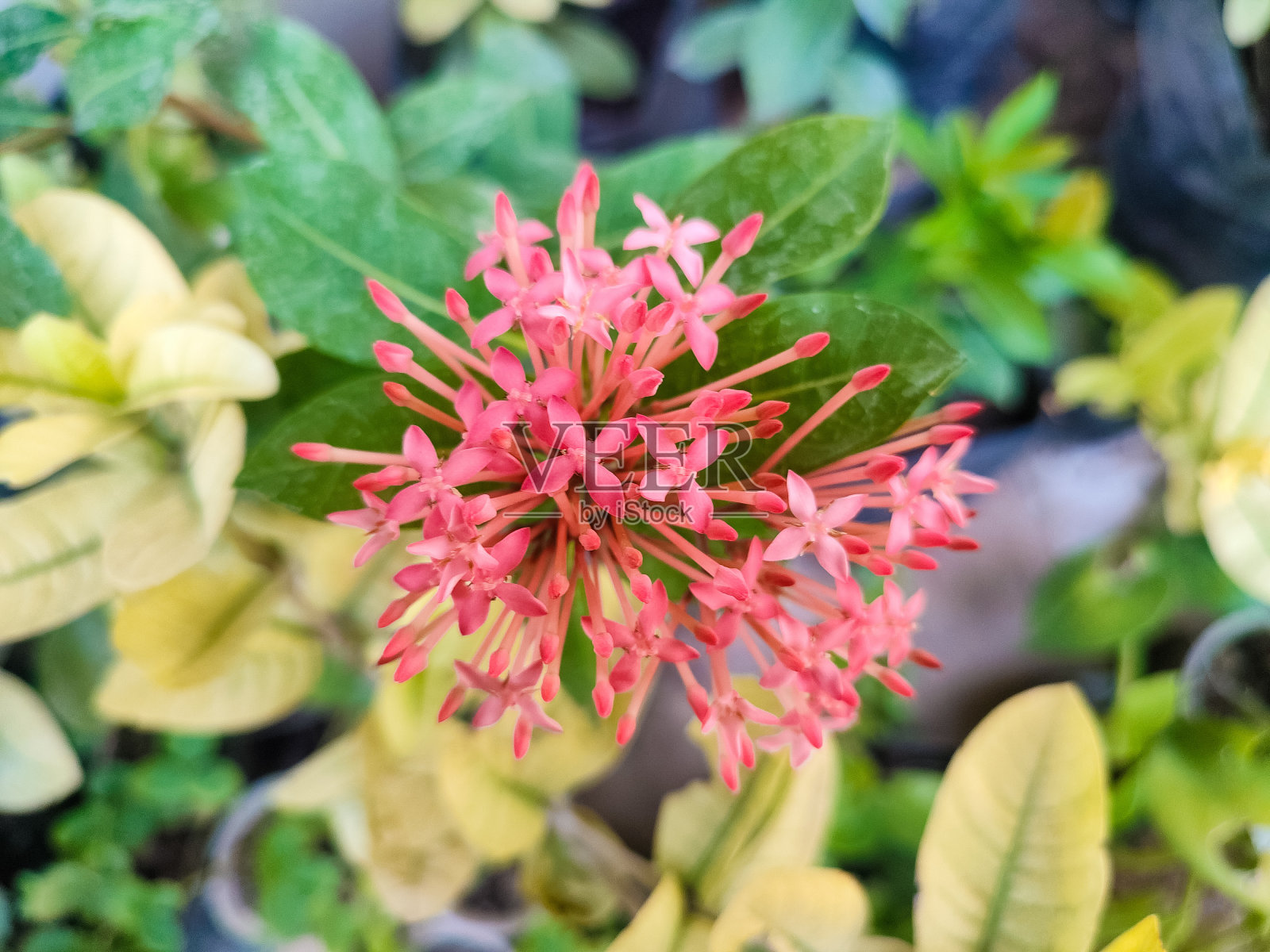 阿育王植物正在开花照片摄影图片