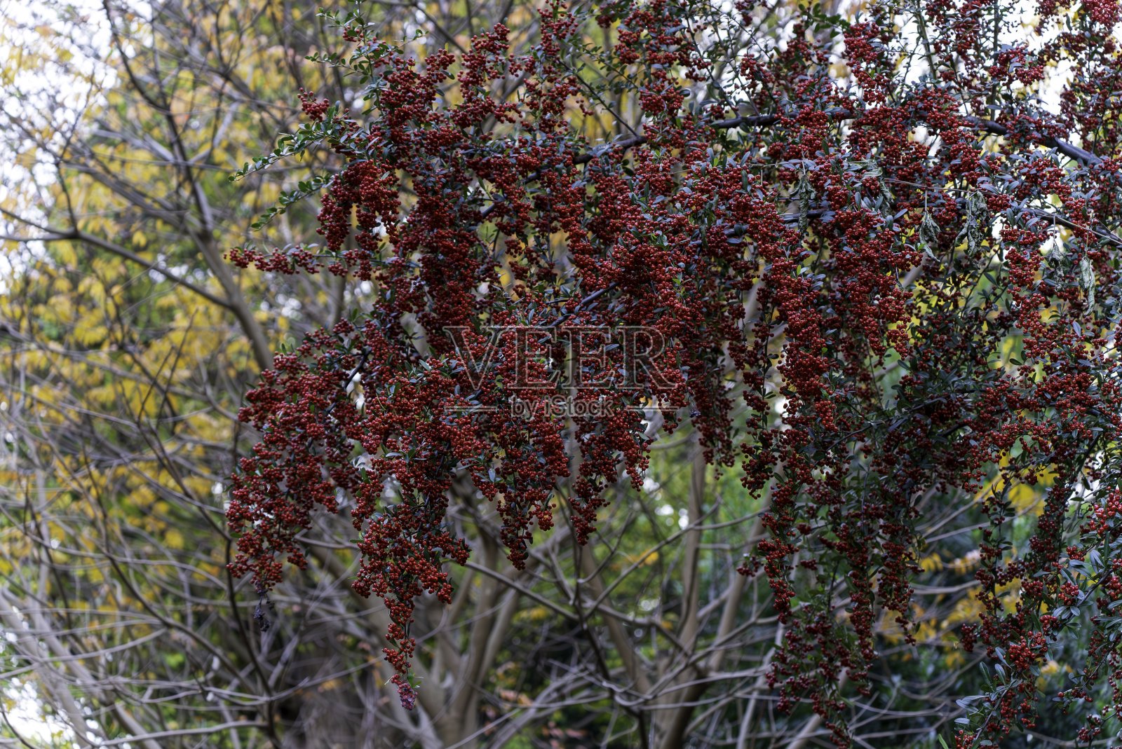 南天竹属有照片摄影图片