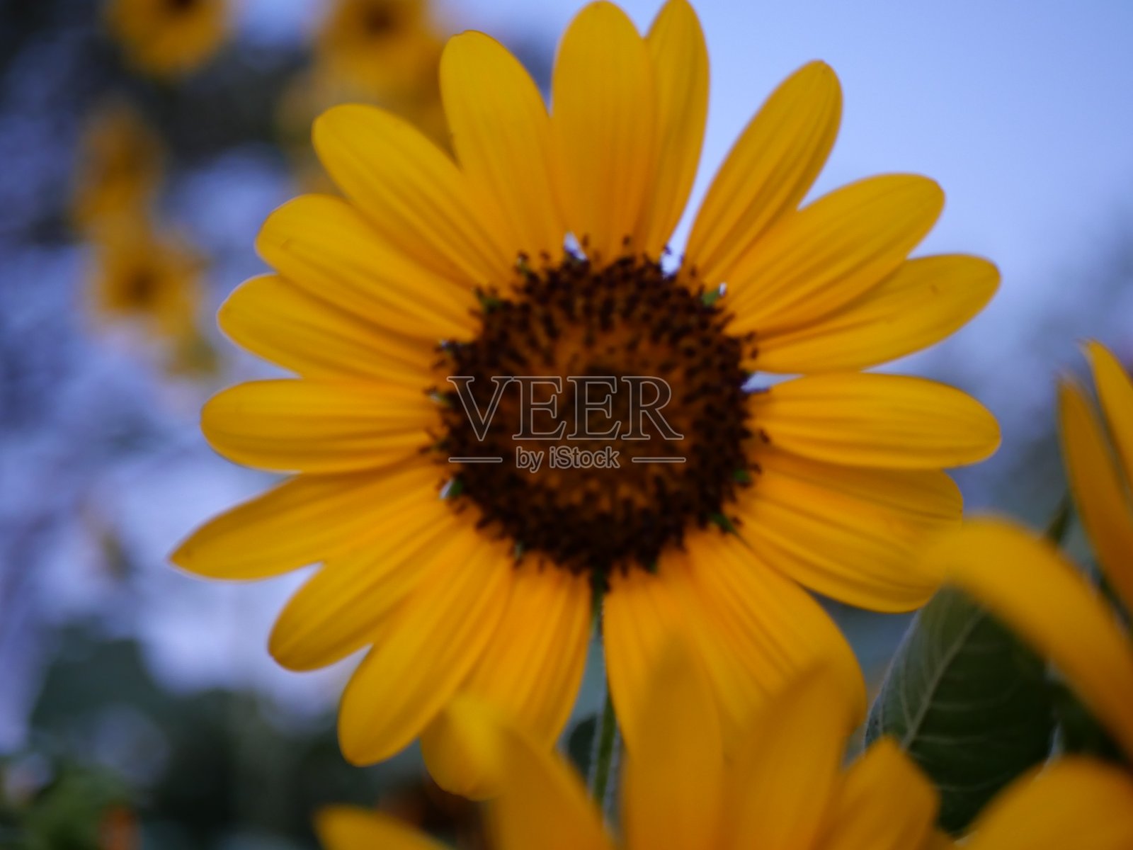 向日葵照片摄影图片