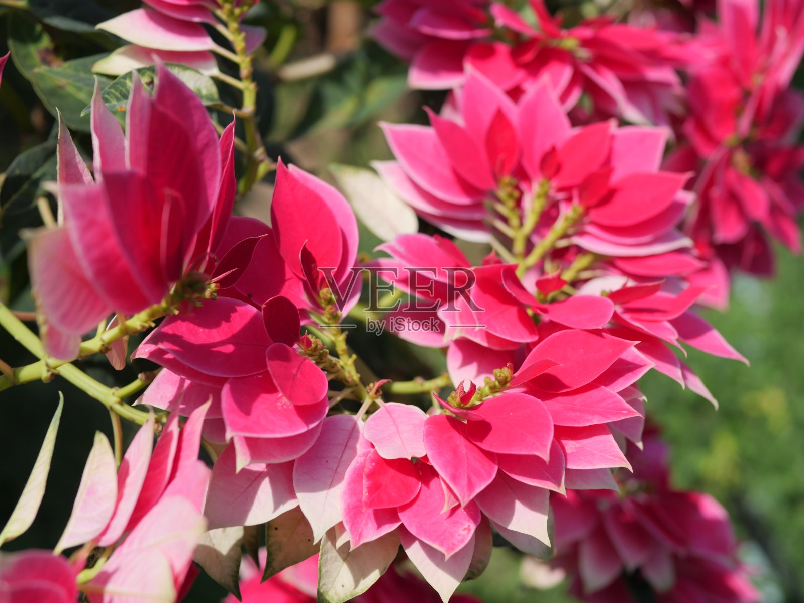 圣诞节照片摄影图片