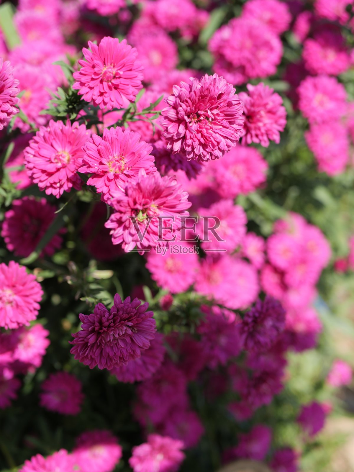 POT & Patio照片摄影图片