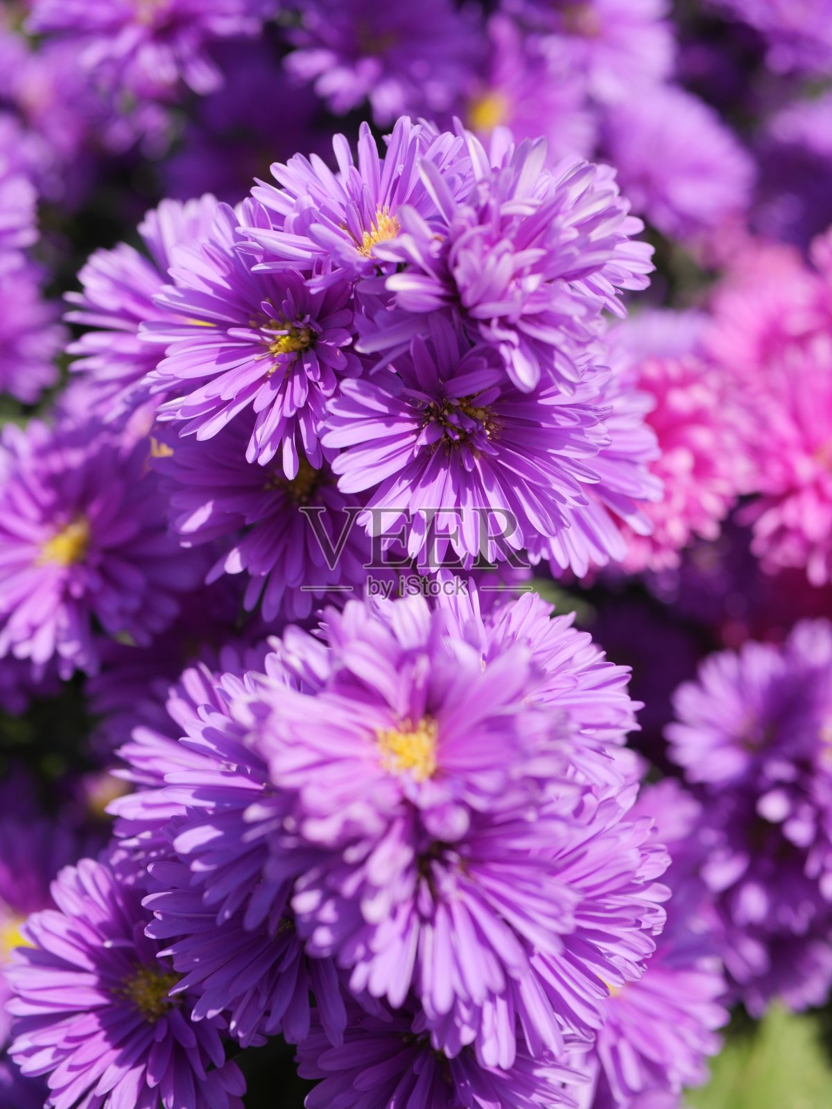 POT & Patio照片摄影图片