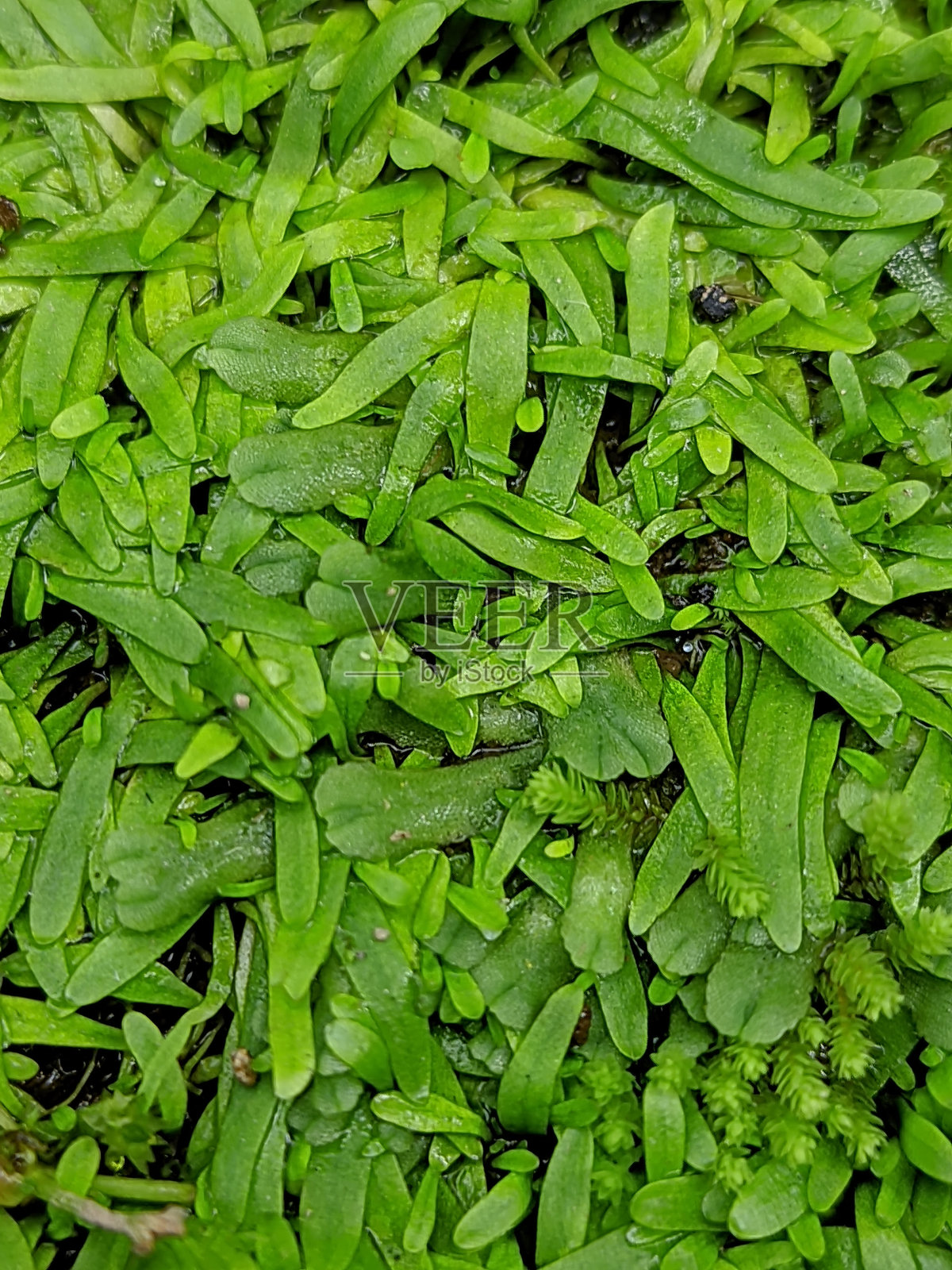 Utricularia graminifolia照片摄影图片