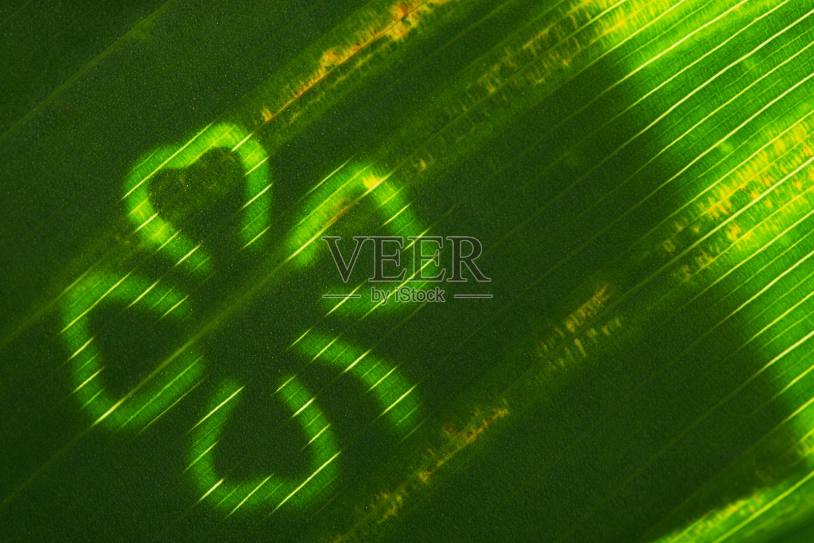 绿叶与三叶草形状的灯。微距镜头照片摄影图片