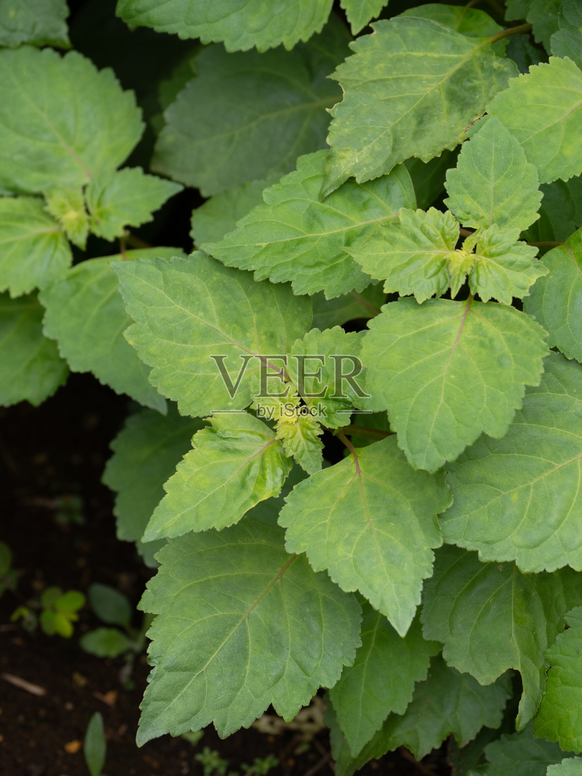 药用植物Paccheri照片摄影图片