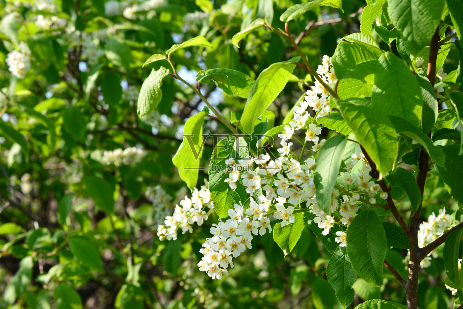 公园里盛开的鸟樱桃树明信片照片摄影图片