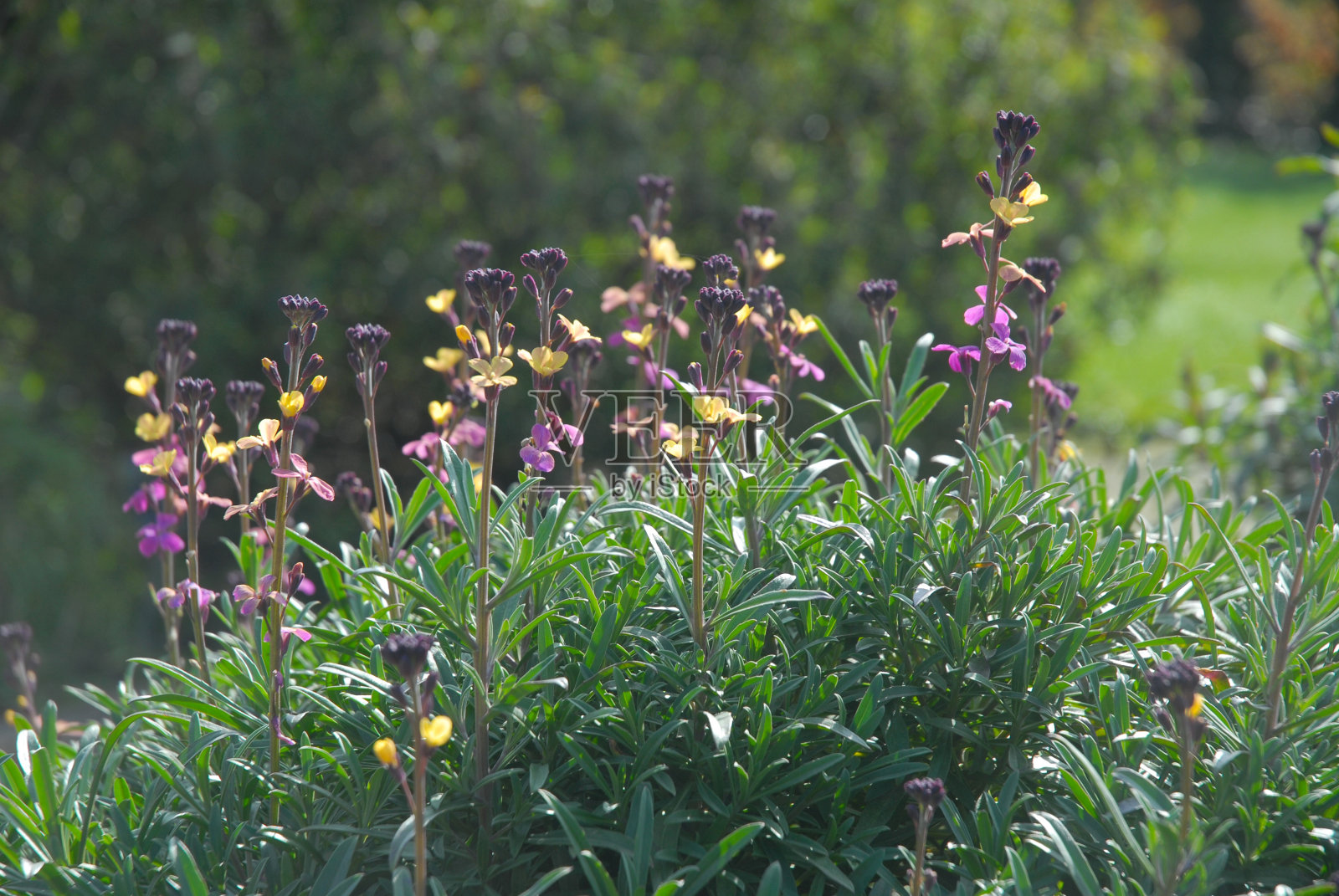 变异Erysimum也被称为多年生壁花照片摄影图片