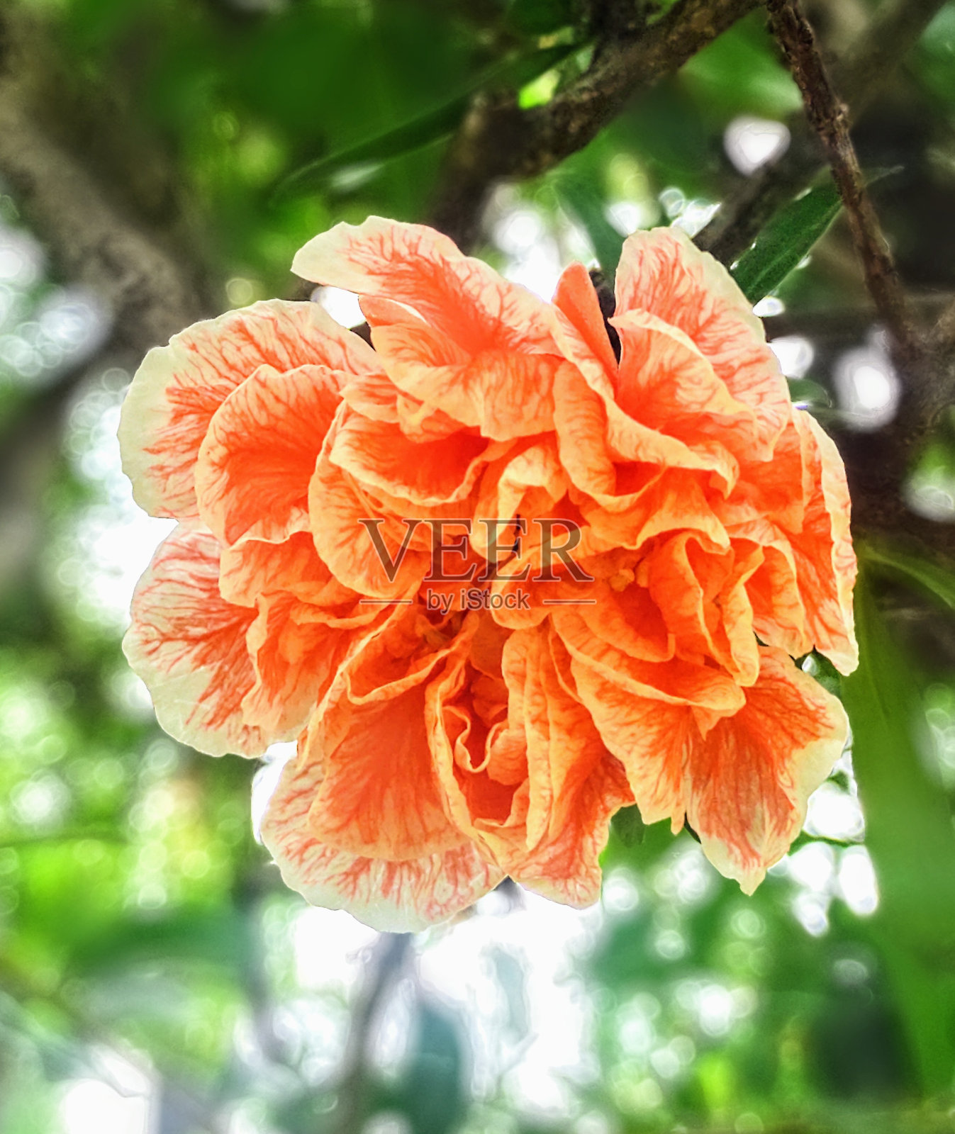 格拉纳达楼照片摄影图片