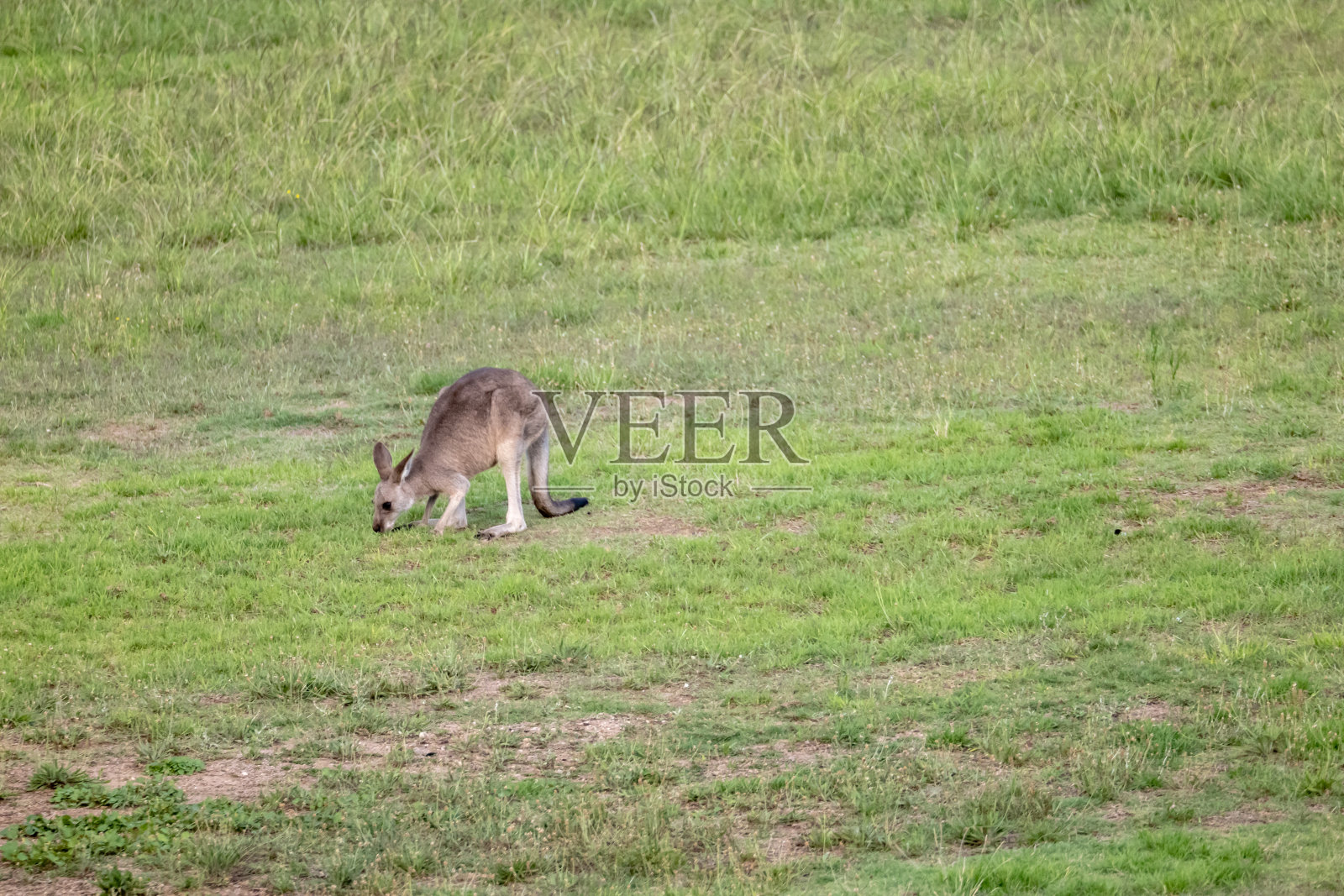 野生袋鼠吃草的肖像照片摄影图片
