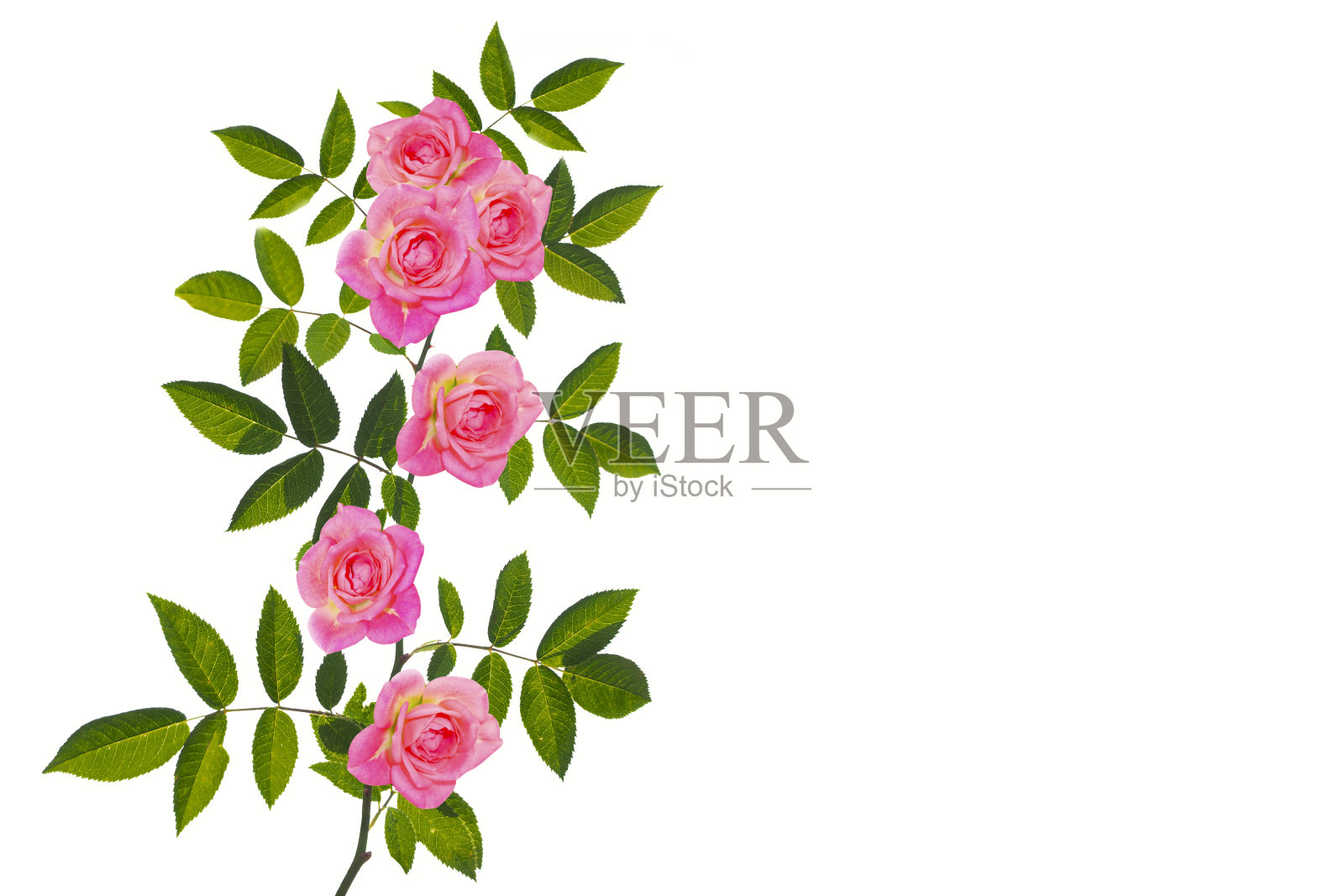 白色背景上的五朵红玫瑰。花的背景照片摄影图片