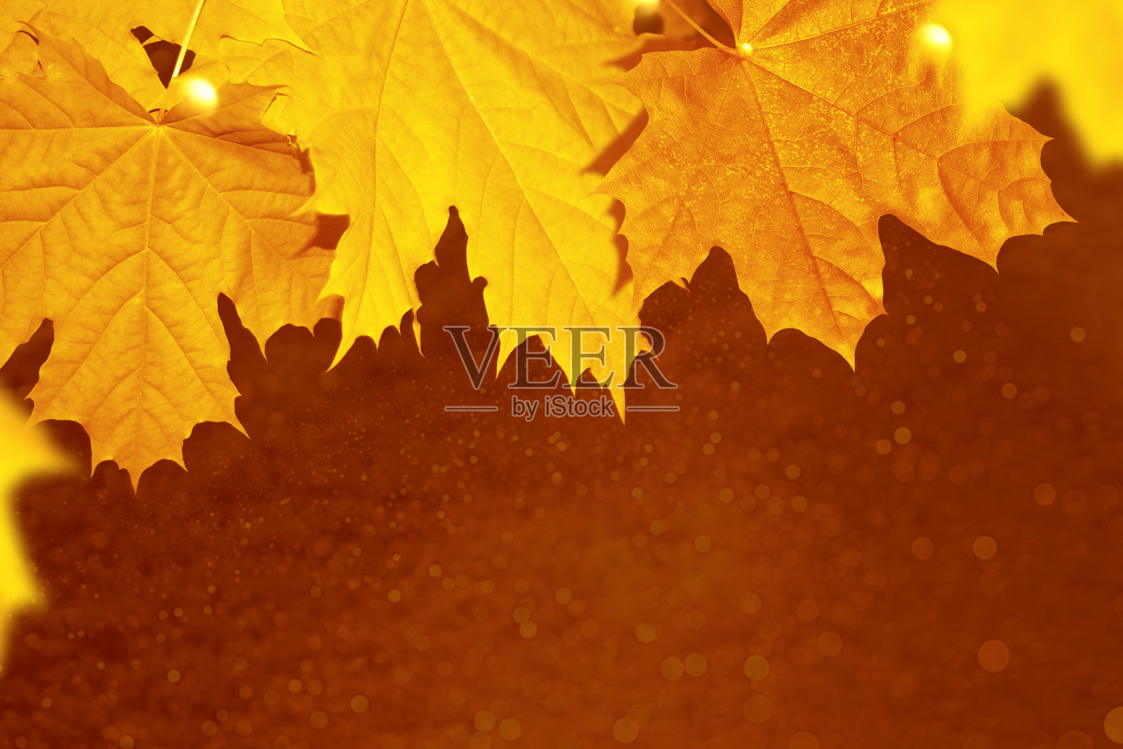 秋天的风景，鲜艳多彩的树叶。印度的夏天。照片摄影图片