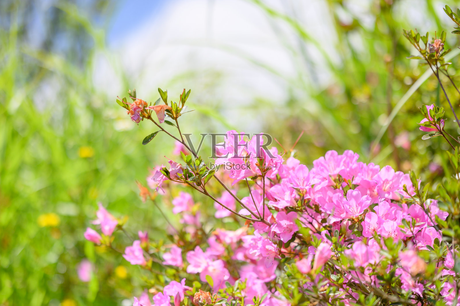 粉红色杜鹃花照片摄影图片