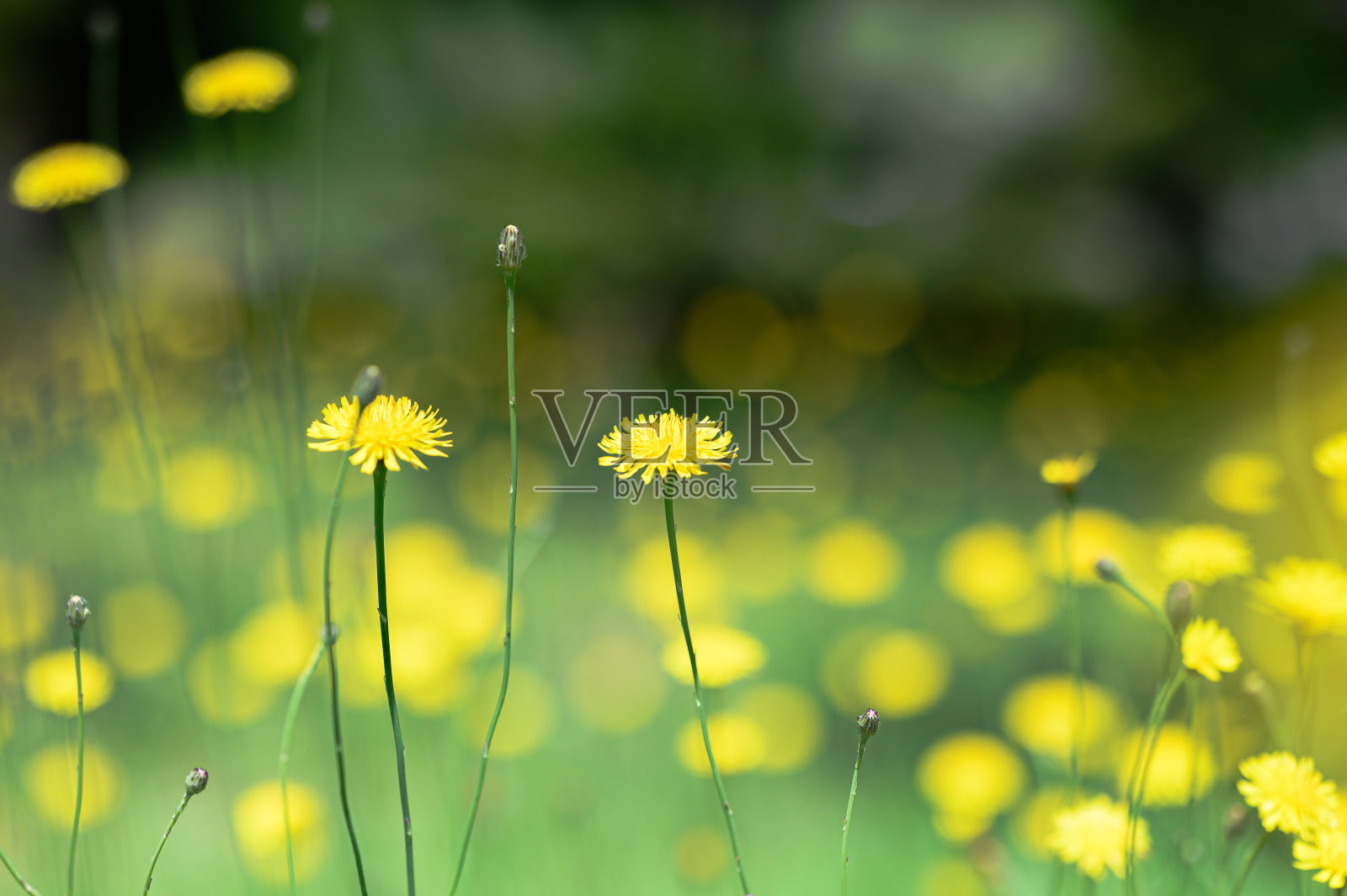 柴柴花在田野里盛开照片摄影图片