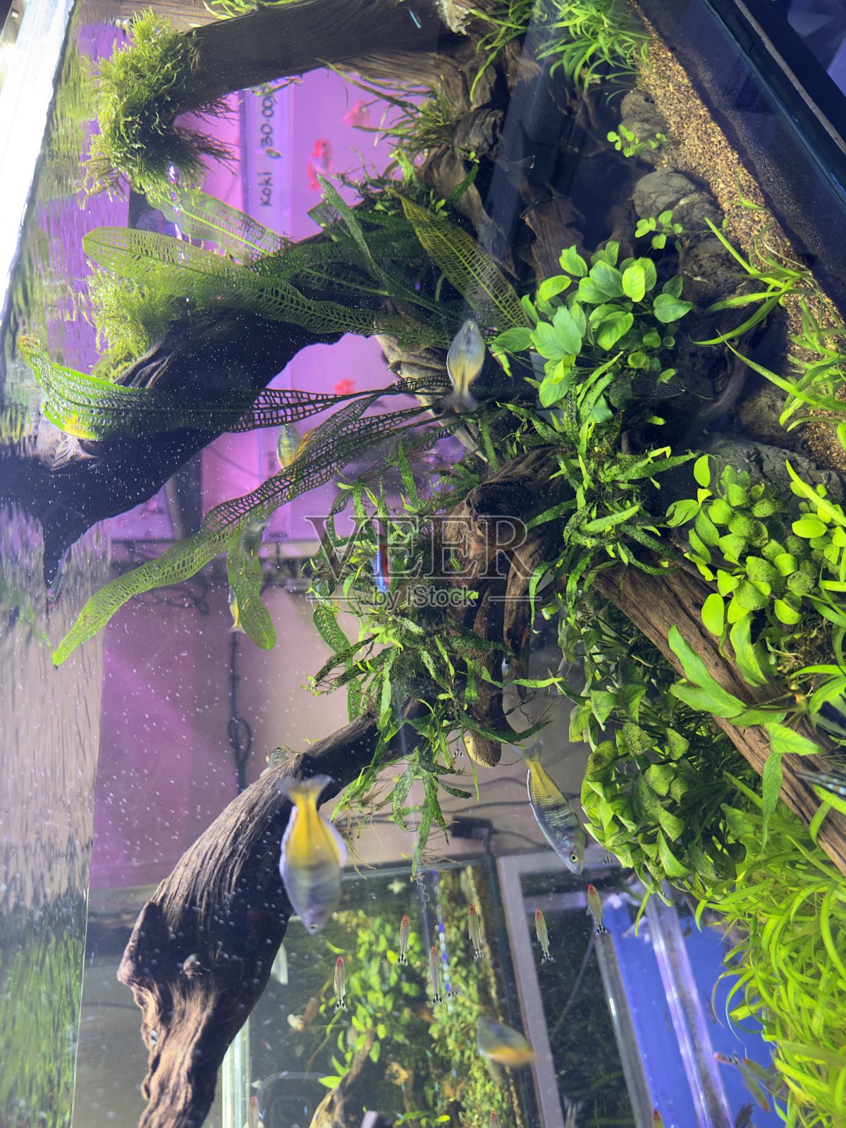 水生植物照片摄影图片