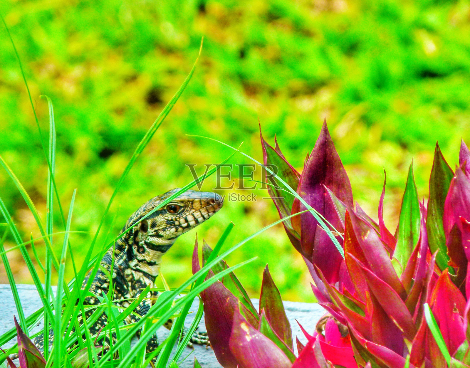 蜥蜴的婴儿照片摄影图片