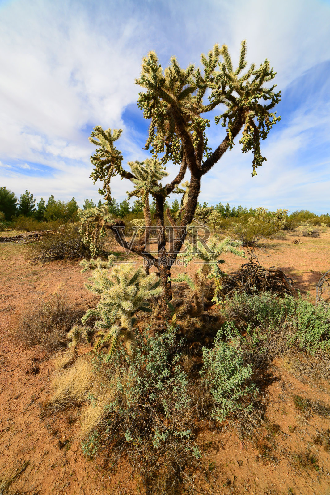 秋拉仙人掌，索诺拉沙漠，仲春照片摄影图片