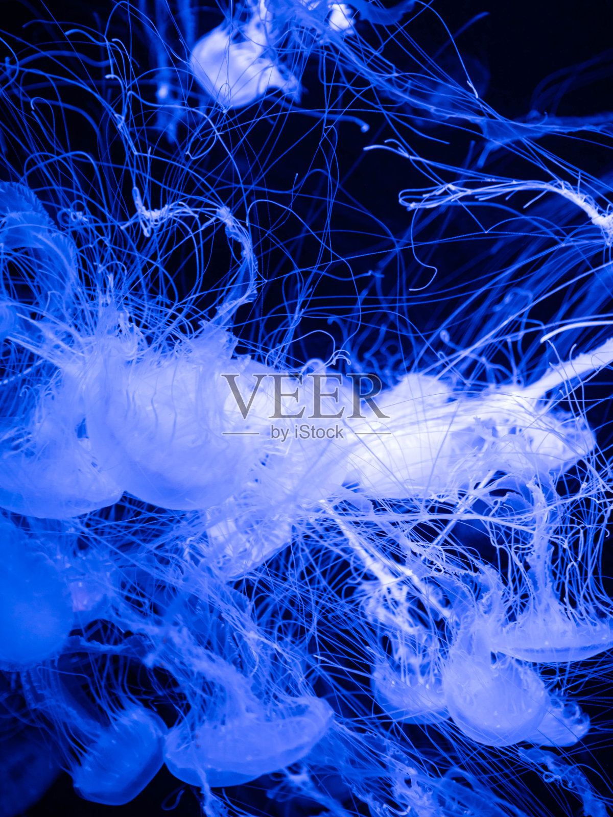 水母。大西洋的荨麻照片摄影图片