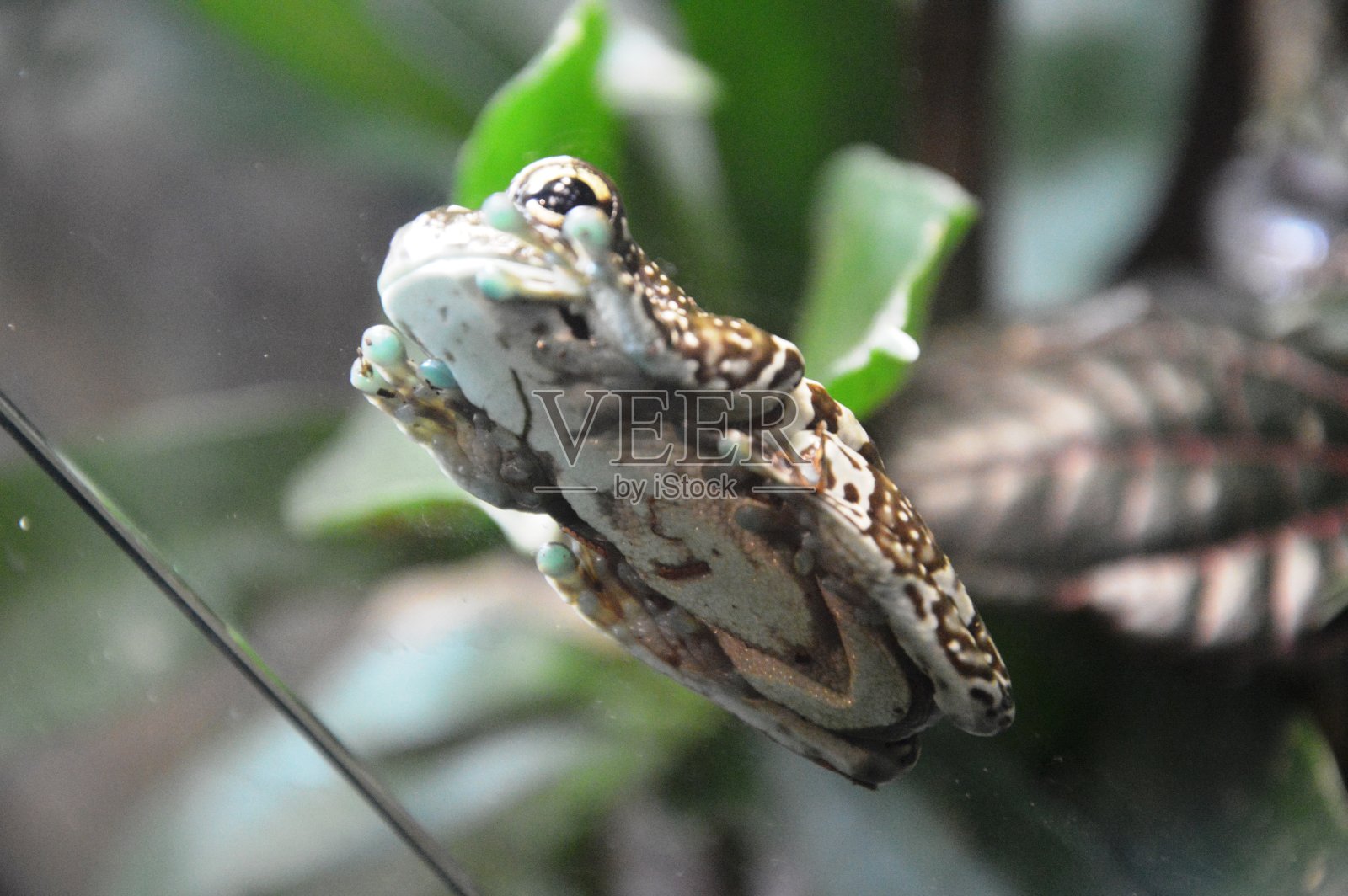 异国情调的青蛙照片摄影图片