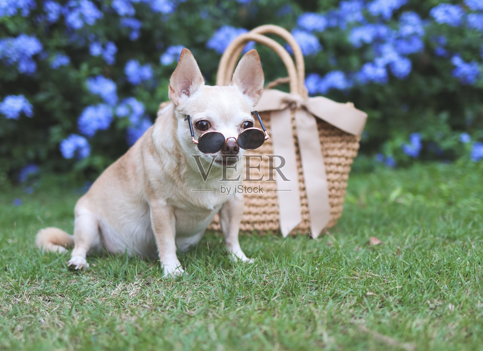 棕色的吉娃娃狗戴着墨镜，带着草包坐在花园里的绿草地上，准备旅行。与动物一起安全旅行。照片摄影图片