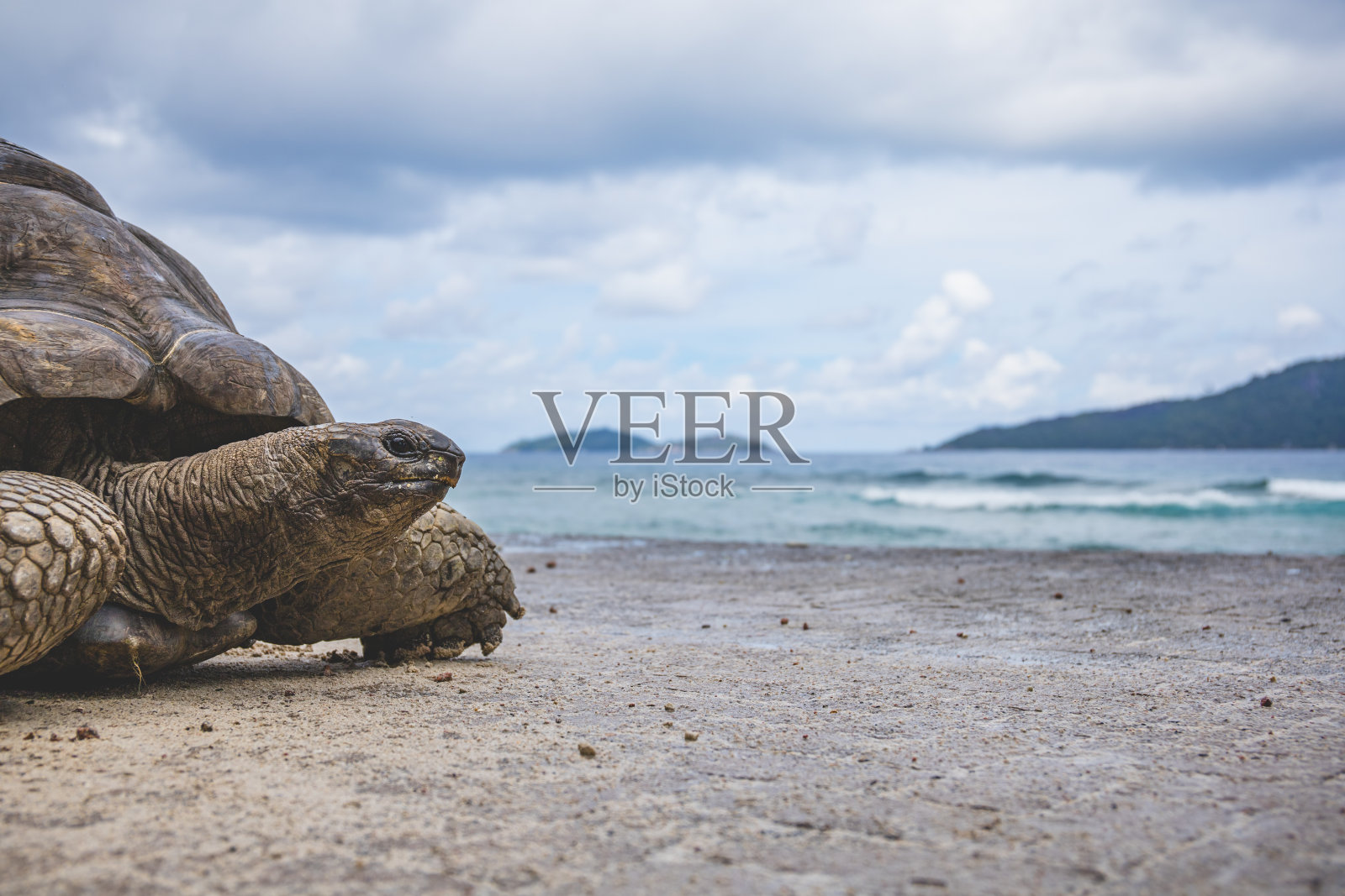 巨龟特写照片摄影图片
