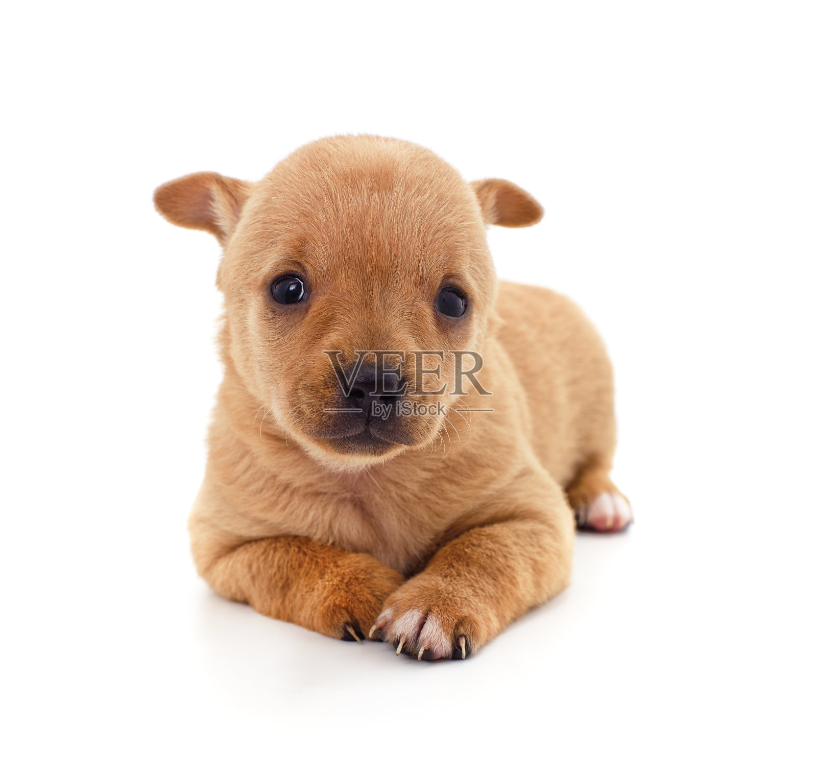 一只小狗。照片摄影图片