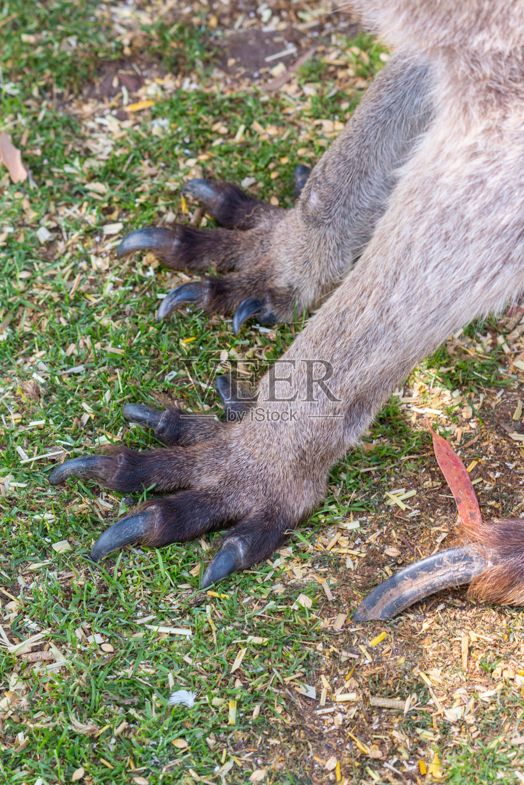 近距离拍摄森林袋鼠的后腿、爪子和爪子照片摄影图片