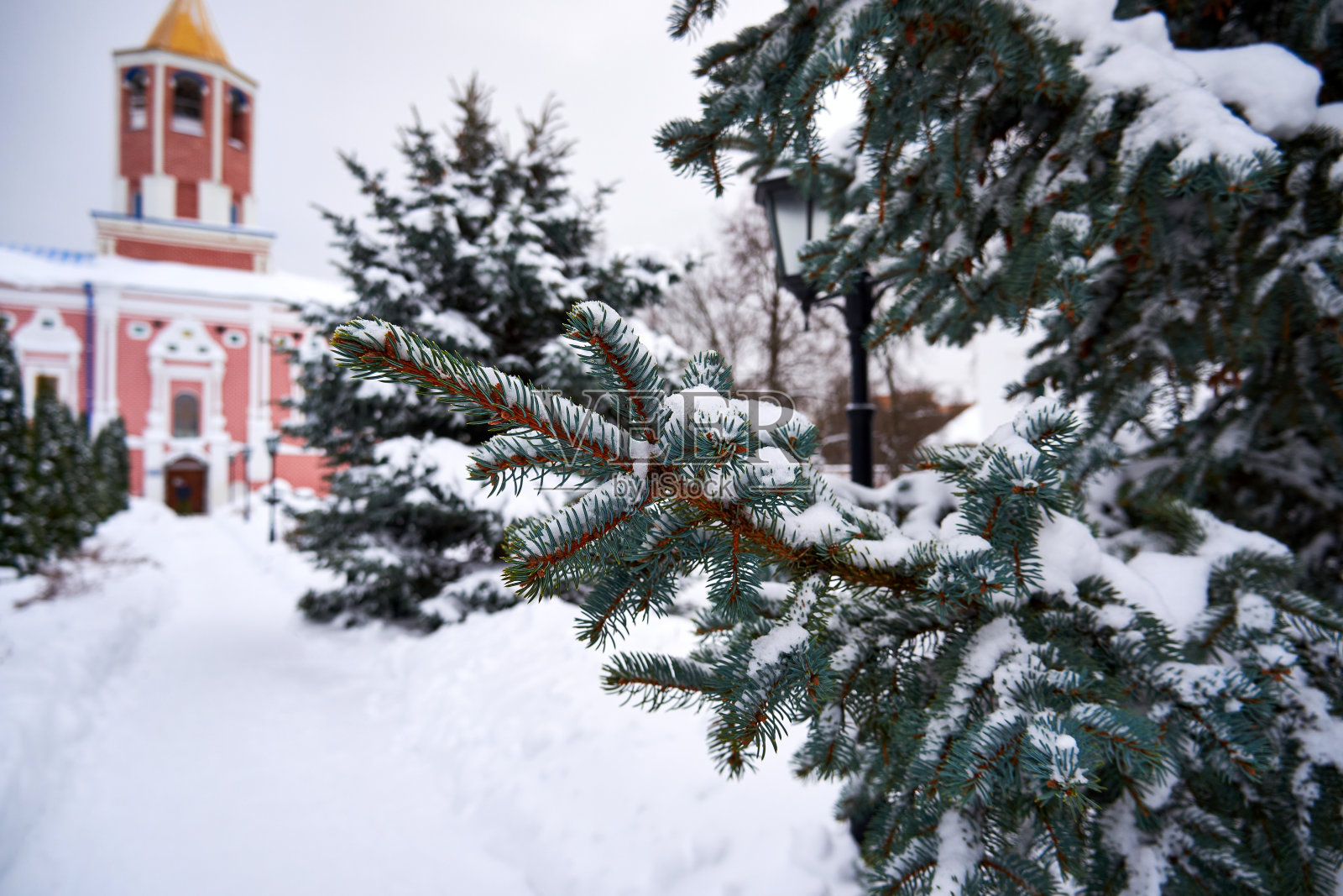 冷杉树枝上覆盖着雪照片摄影图片