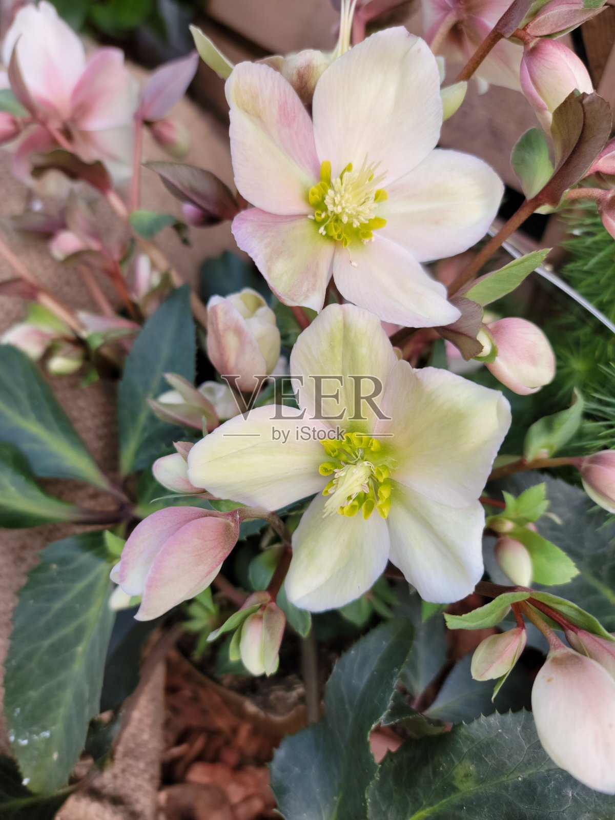 圣诞节的时候照片摄影图片