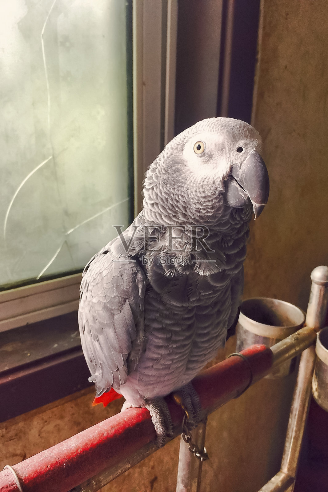 笼子里的非洲灰鹦鹉(学名Psittacus erithacus)照片摄影图片