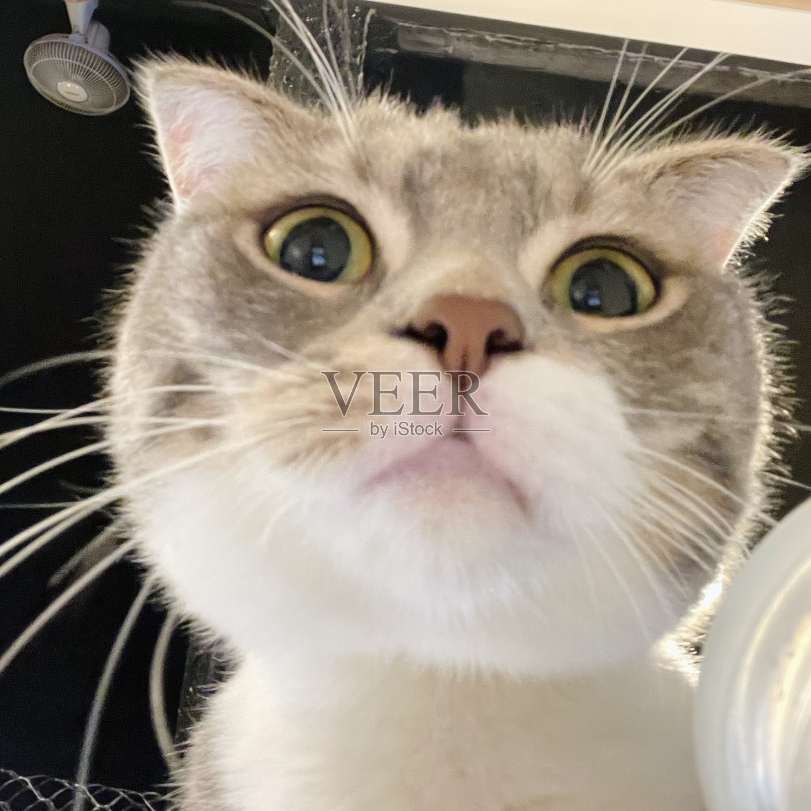 搞笑猫咪自拍照片摄影图片