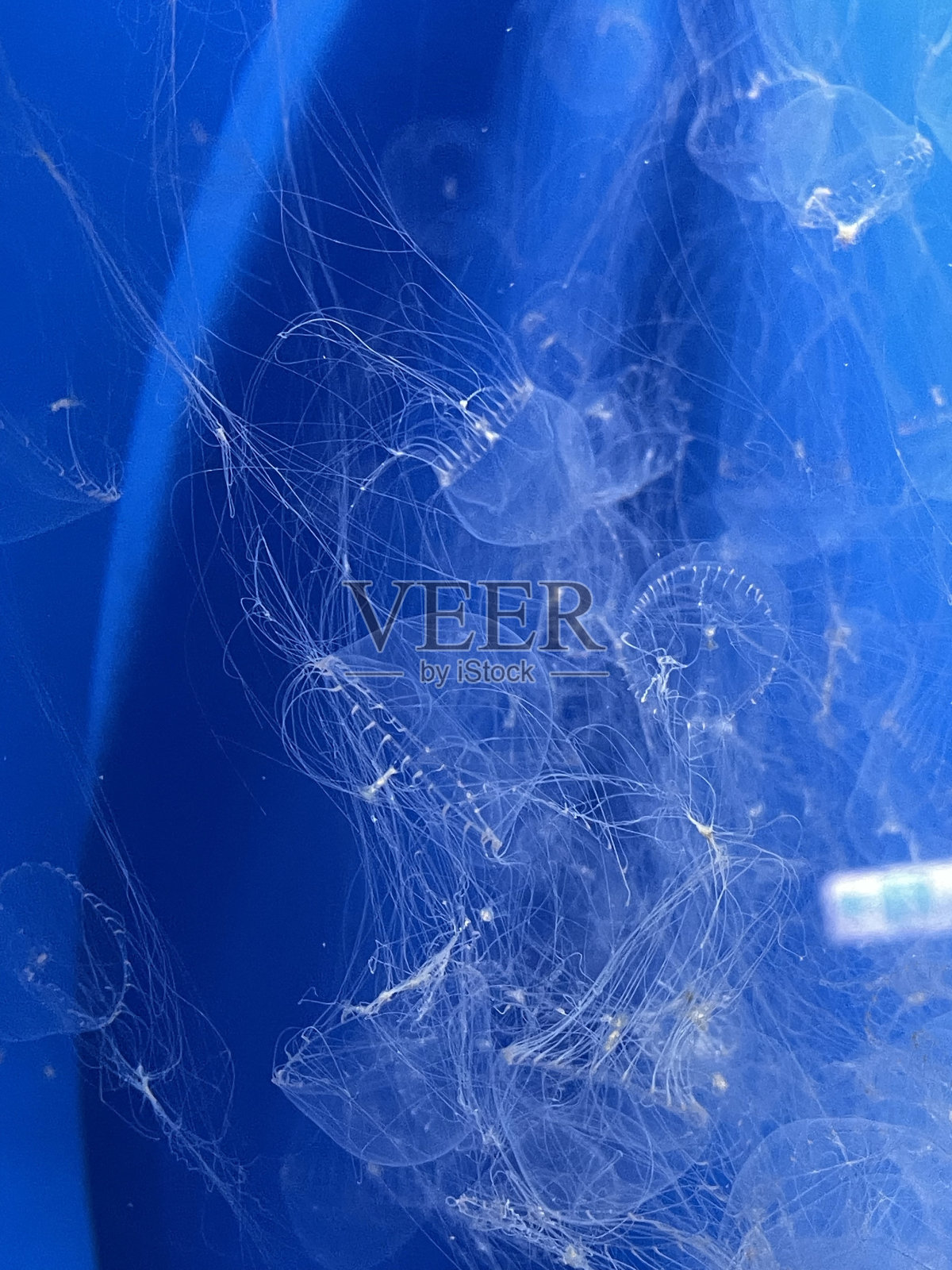 水母照片摄影图片