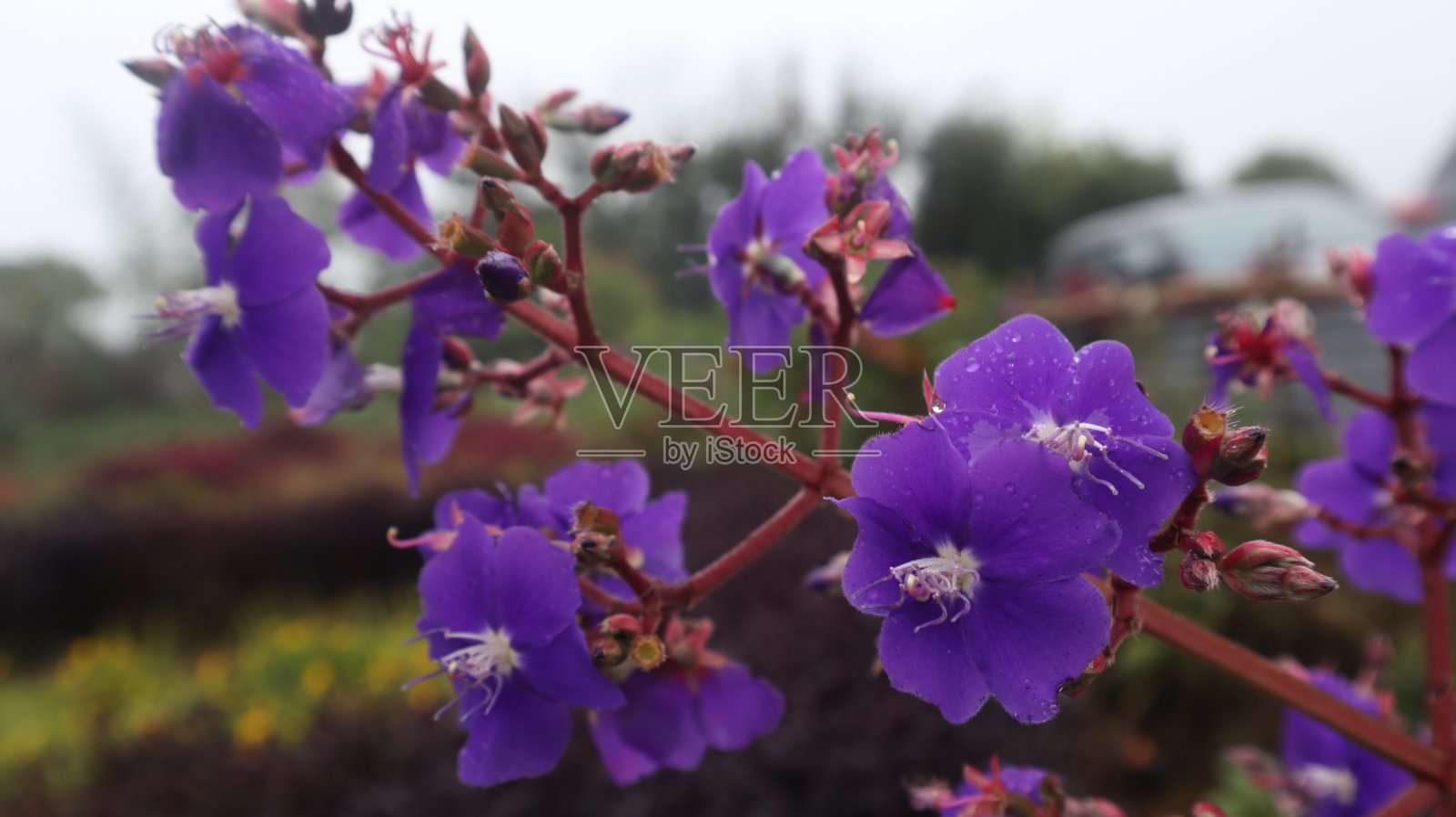 紫色的花照片摄影图片