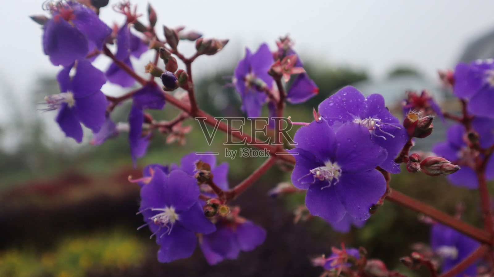 紫色的花照片摄影图片