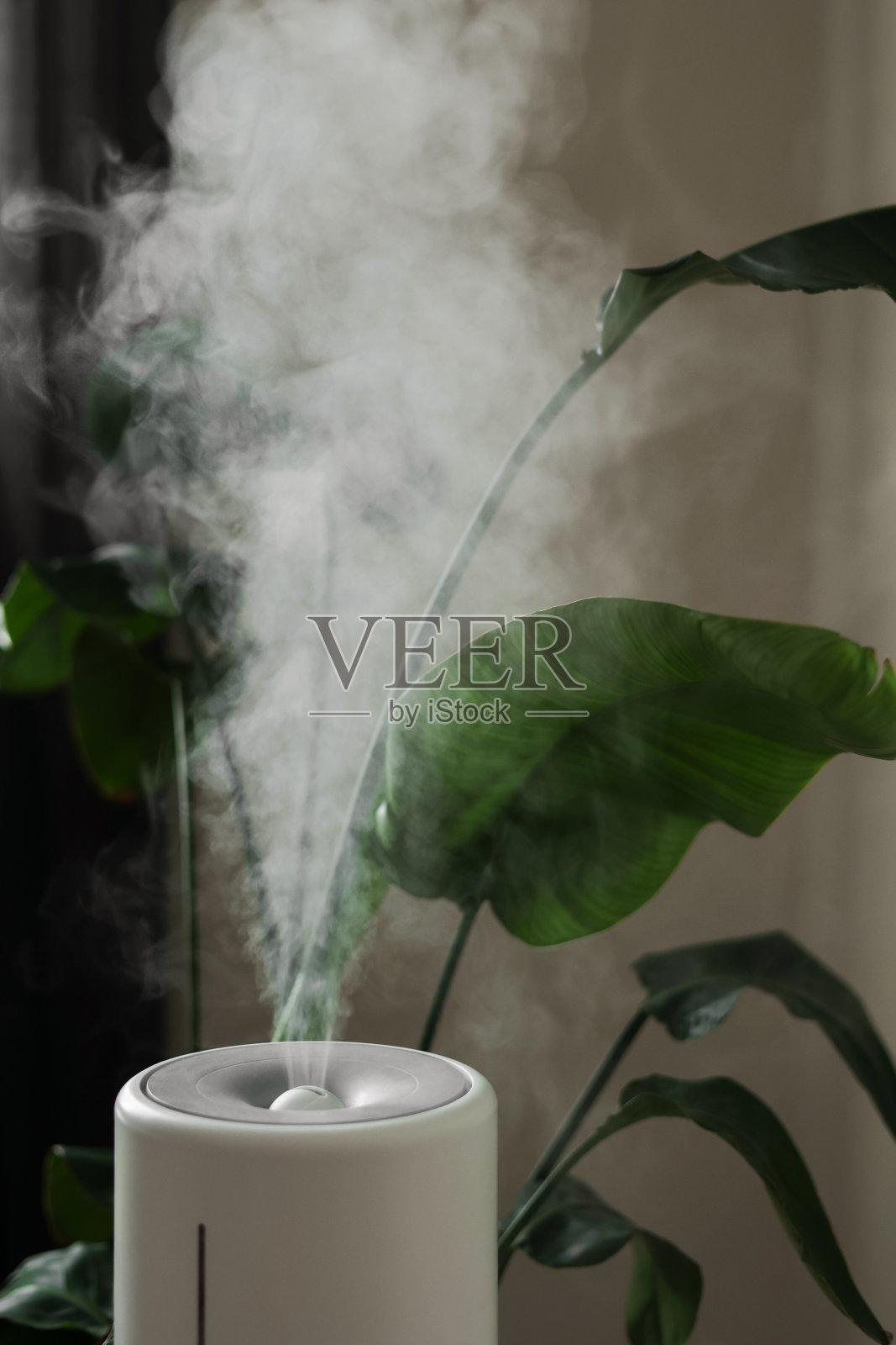 超声波扩散器、空气净化器、加湿器释放室内冷蒸汽流，促进室内植物生长。在干燥空气中照料植物水化。香薰油蒸汽香薰。身体健康治疗照片摄影图片