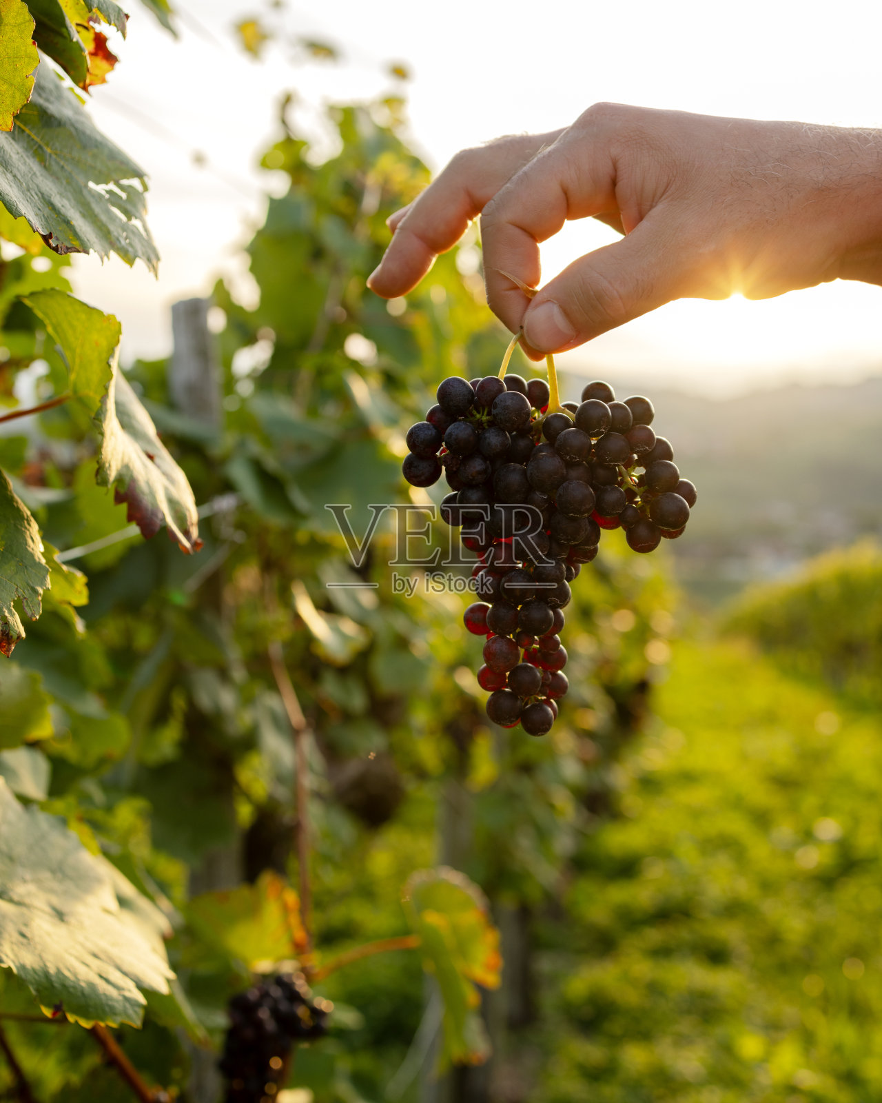 他手里拿着一串黑葡萄，背景是灌木丛。一个快乐的人。照片摄影图片