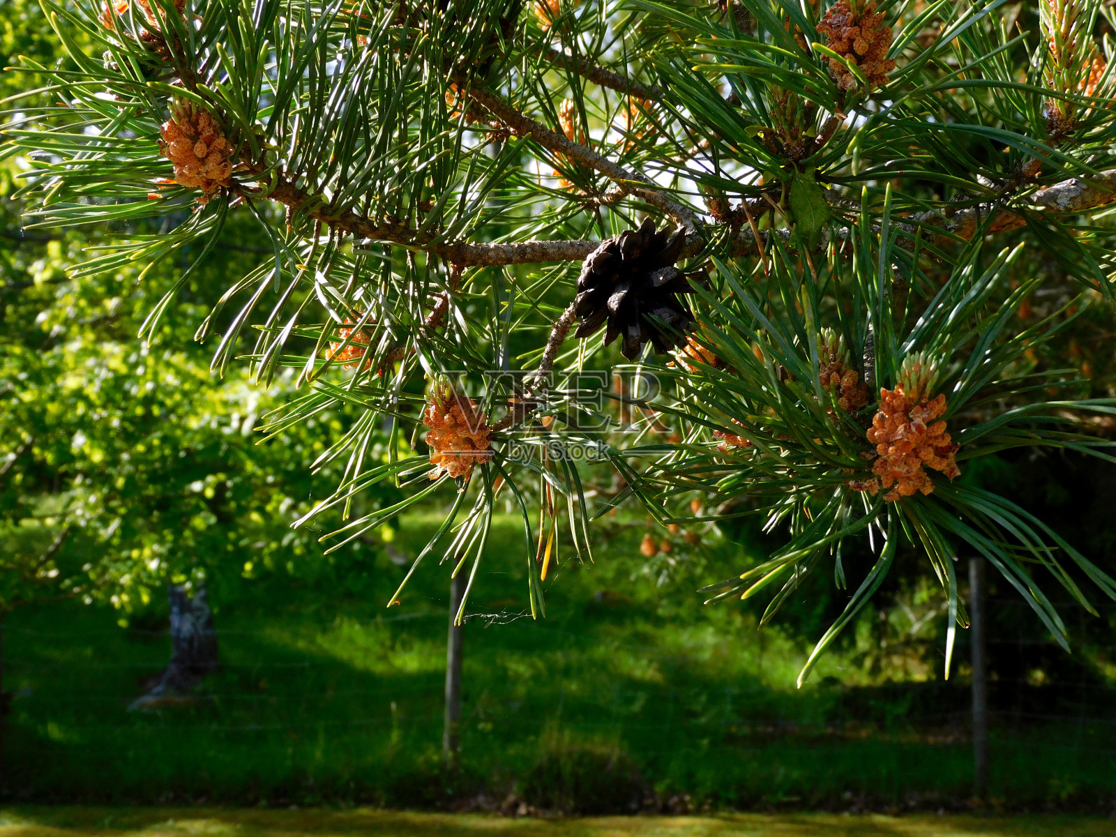 新旧松果特写照片摄影图片