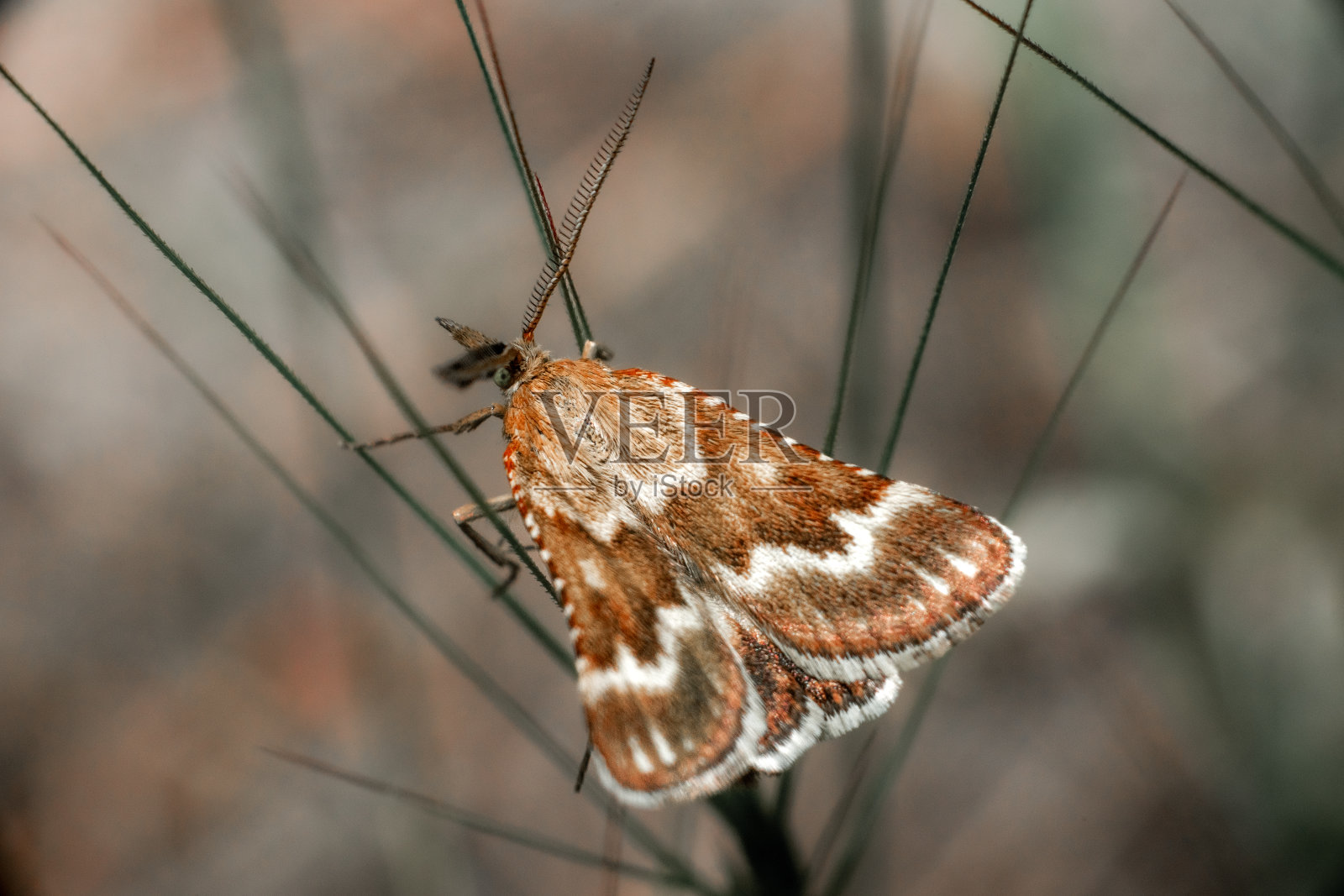蝴蝶照片摄影图片