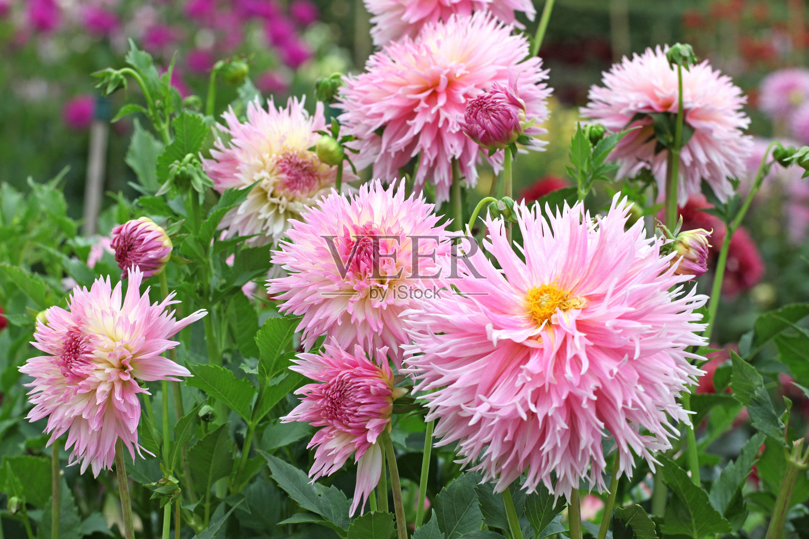 软粉红色带毛的大丽花'娜迪亚露丝'花。照片摄影图片