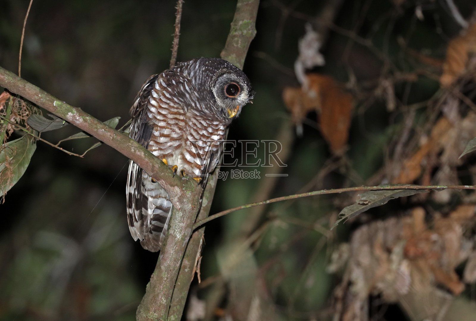 非洲Wood-owl照片摄影图片