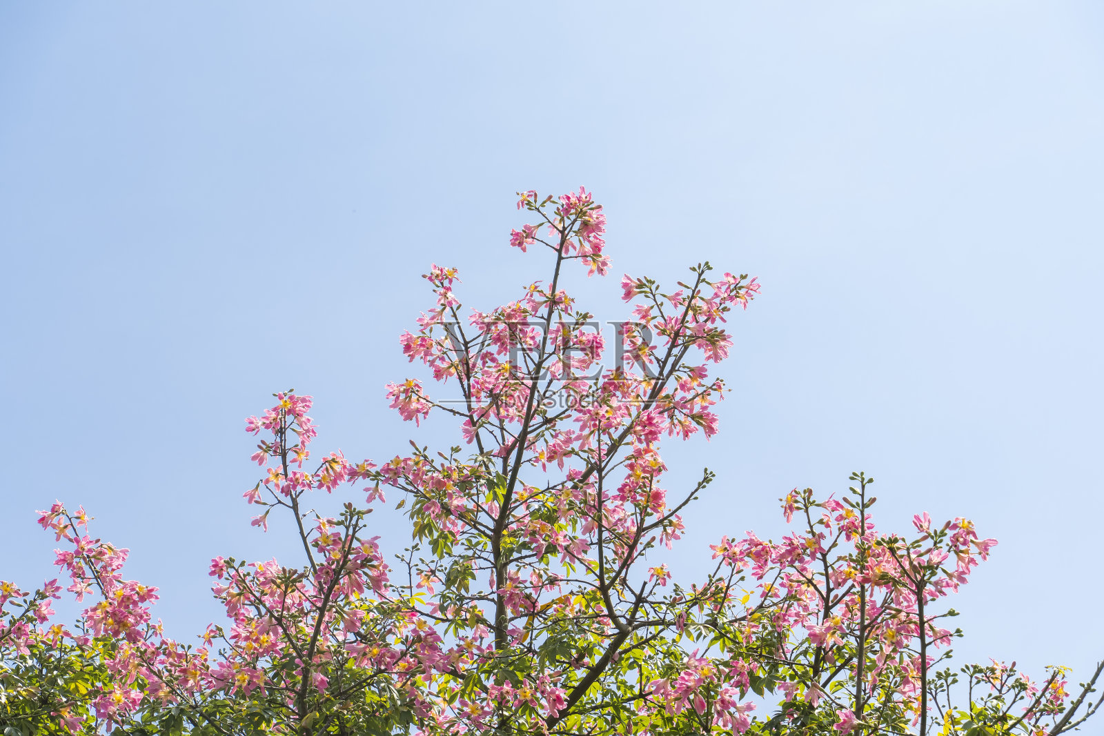 粉红色的丝线树花孤立在蓝天的背景照片摄影图片