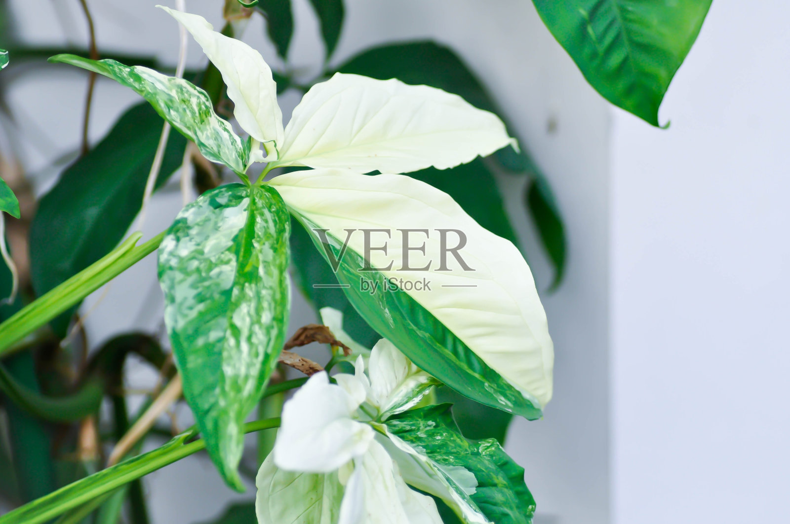 合果芋照片摄影图片