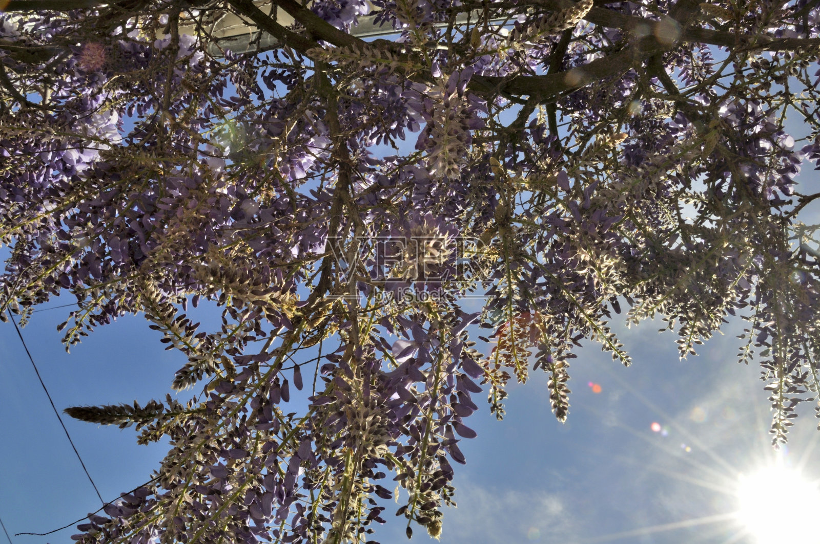 墙上挂着紫藤照片摄影图片