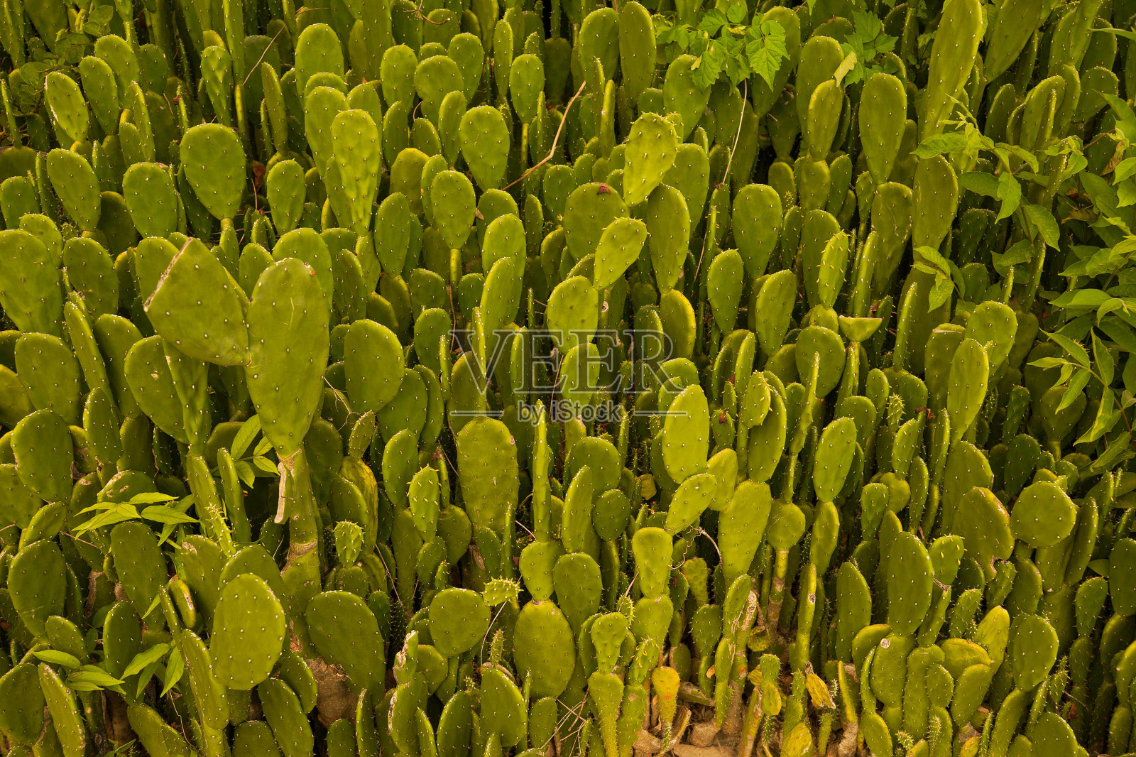 小而圆的仙人掌茎填满了画面。照片摄影图片